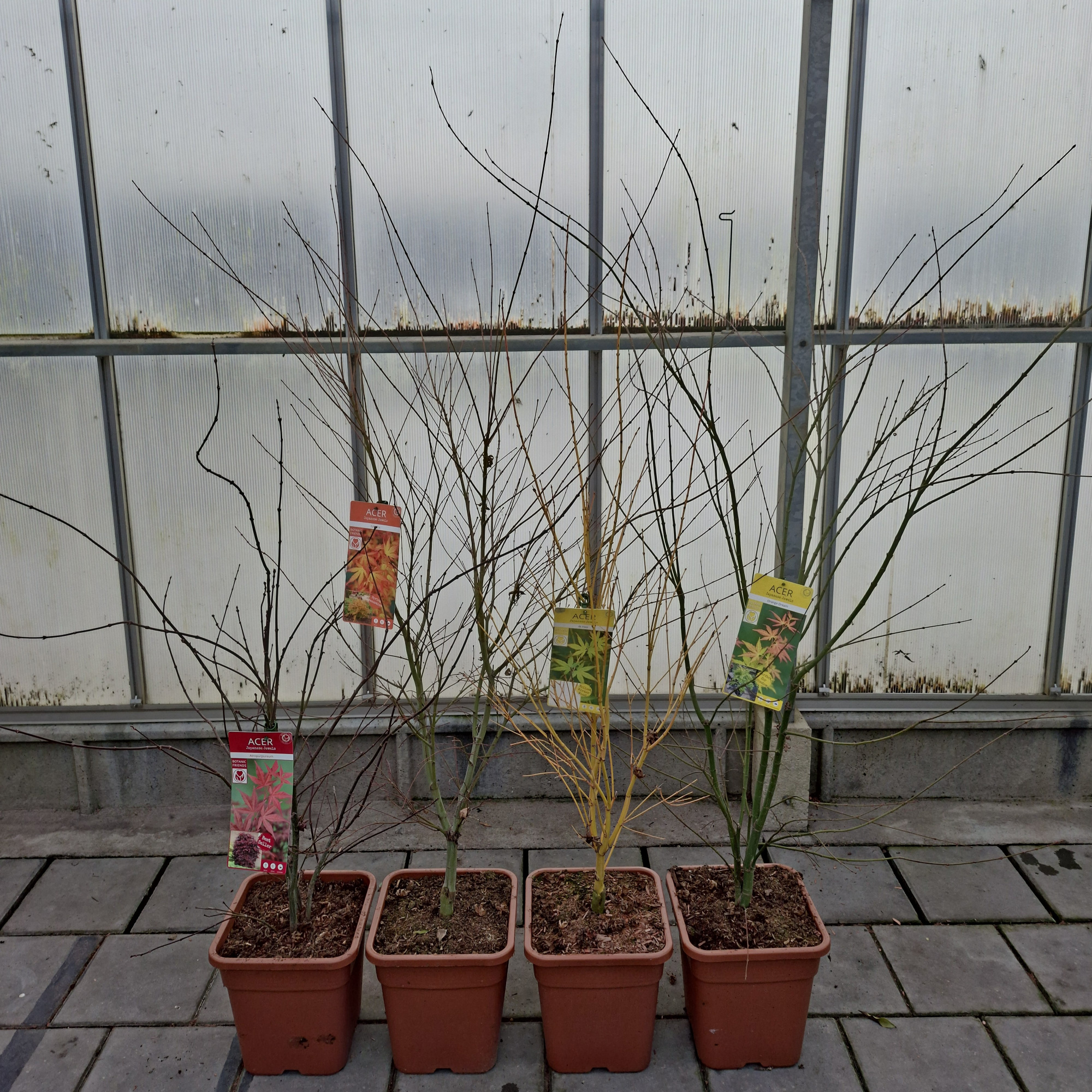 Acer palm. 'MIX' VK14 STRUIK, D 28