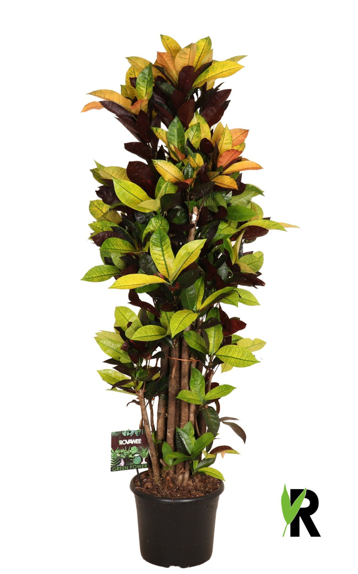 Codiaeum var. Mrs. Iceton vertakt, D 30 cm