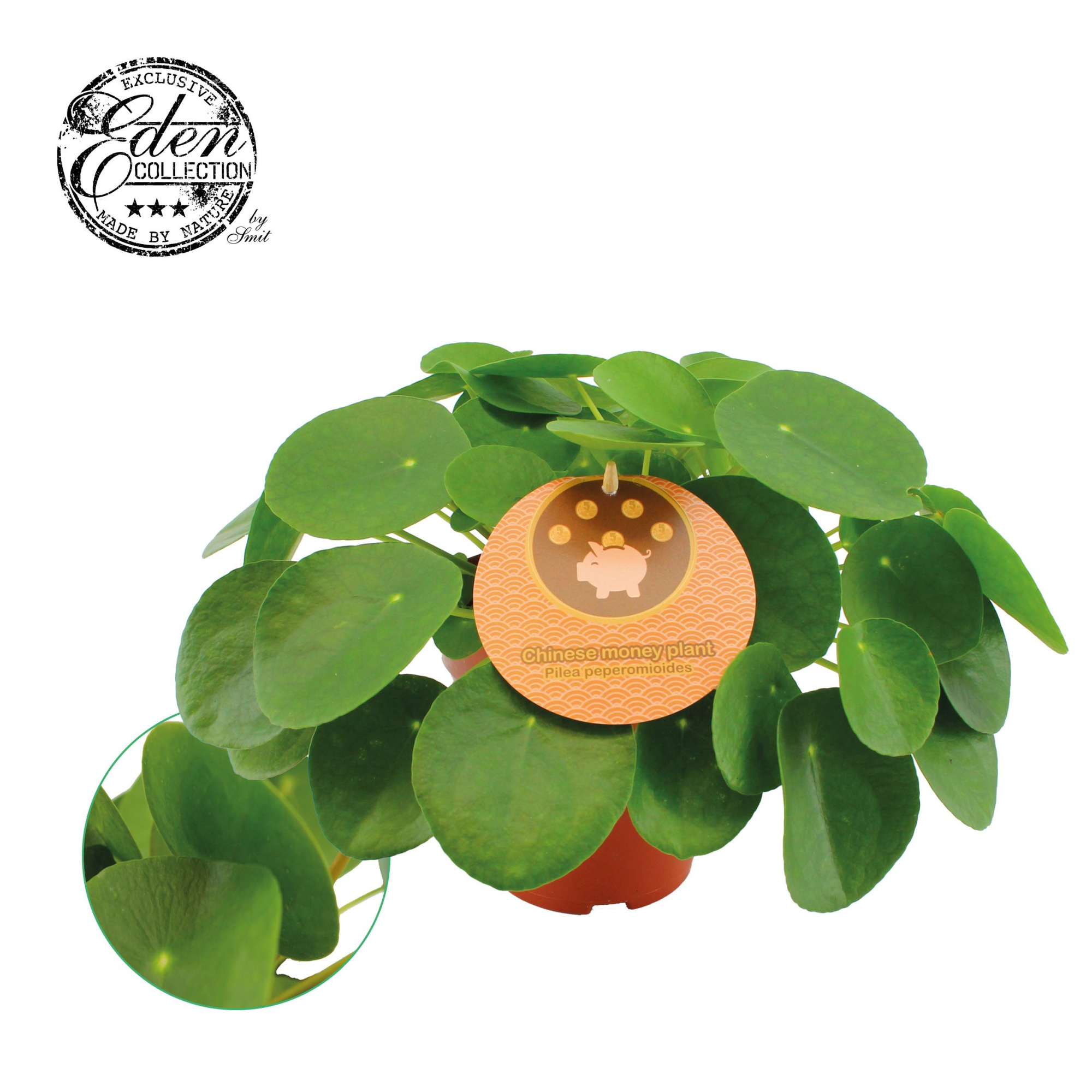 Pilea Peperomioides 15cm Engels etiket, D 15