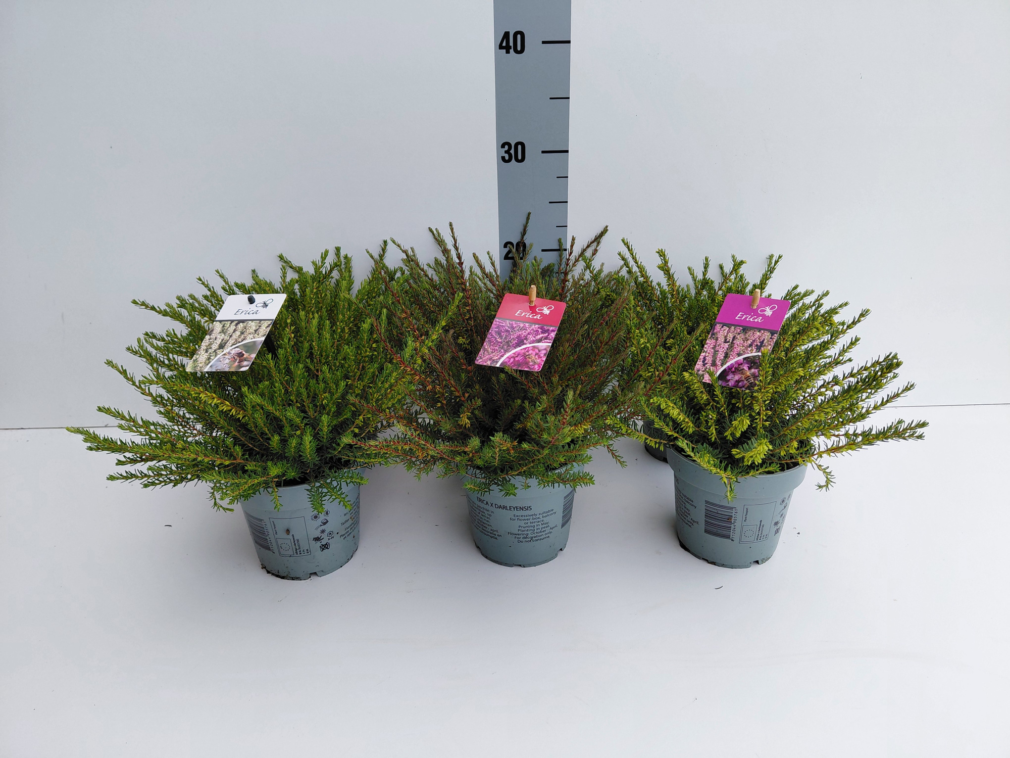 Erica x darleyensis mixlaag 2x10rood 1x10roze 2x10wit, D 12 cm
