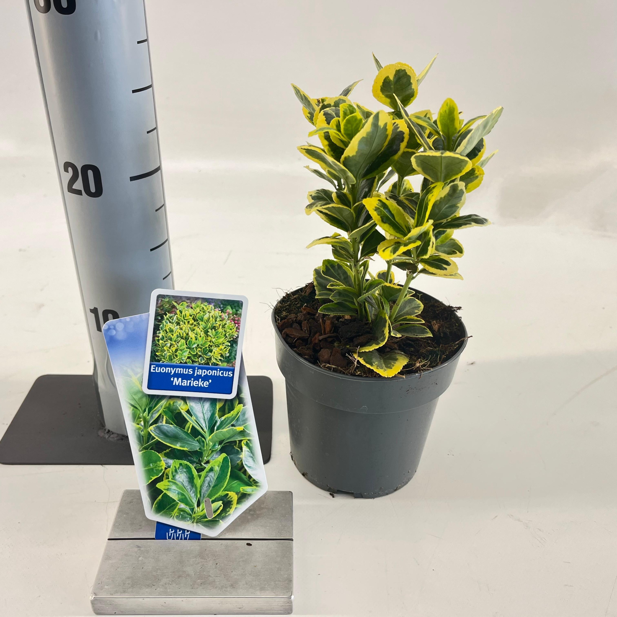 Euonymus jap. 'Marieke', D 13 cm