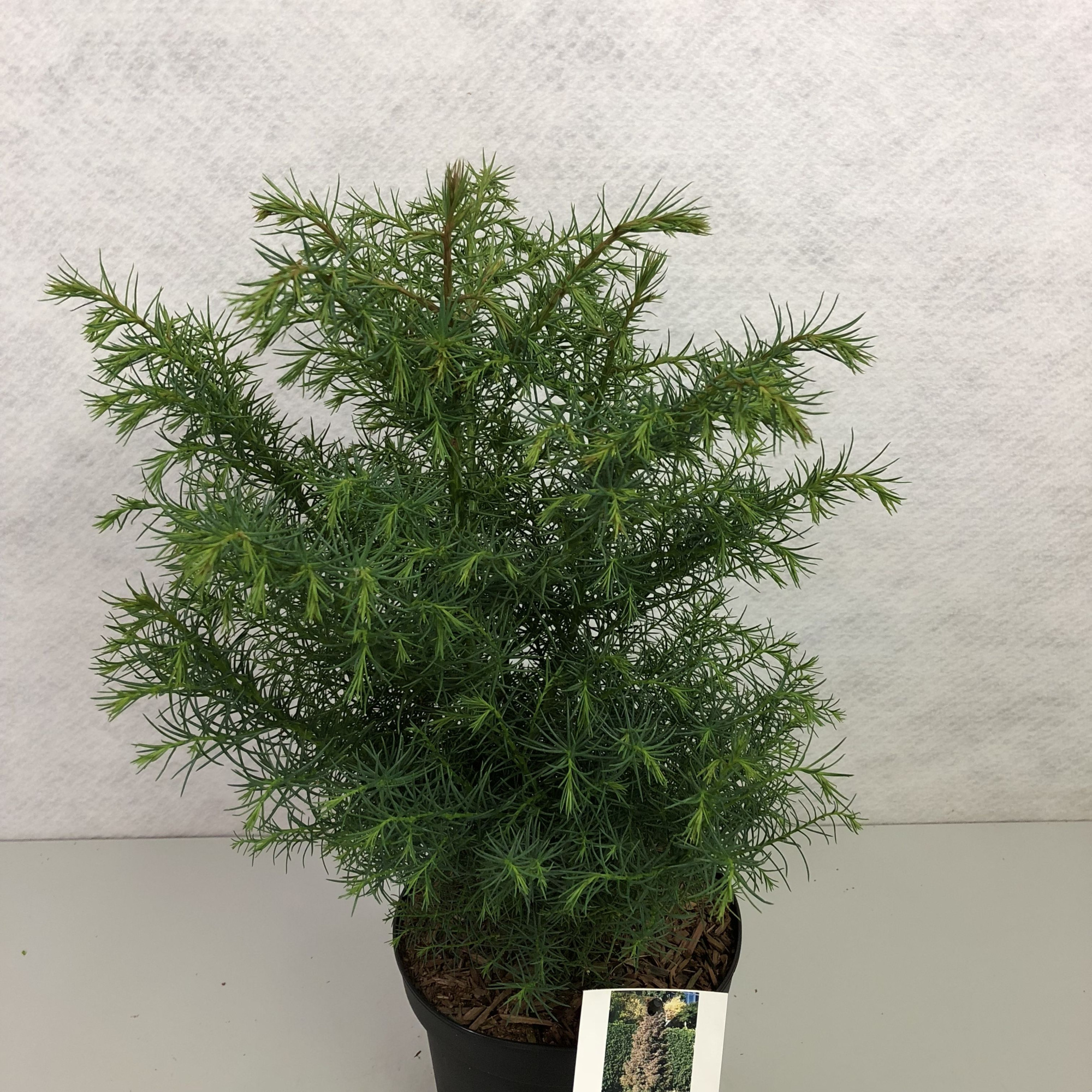 Cryptomeria japonica 'Elegans', D 19 cm