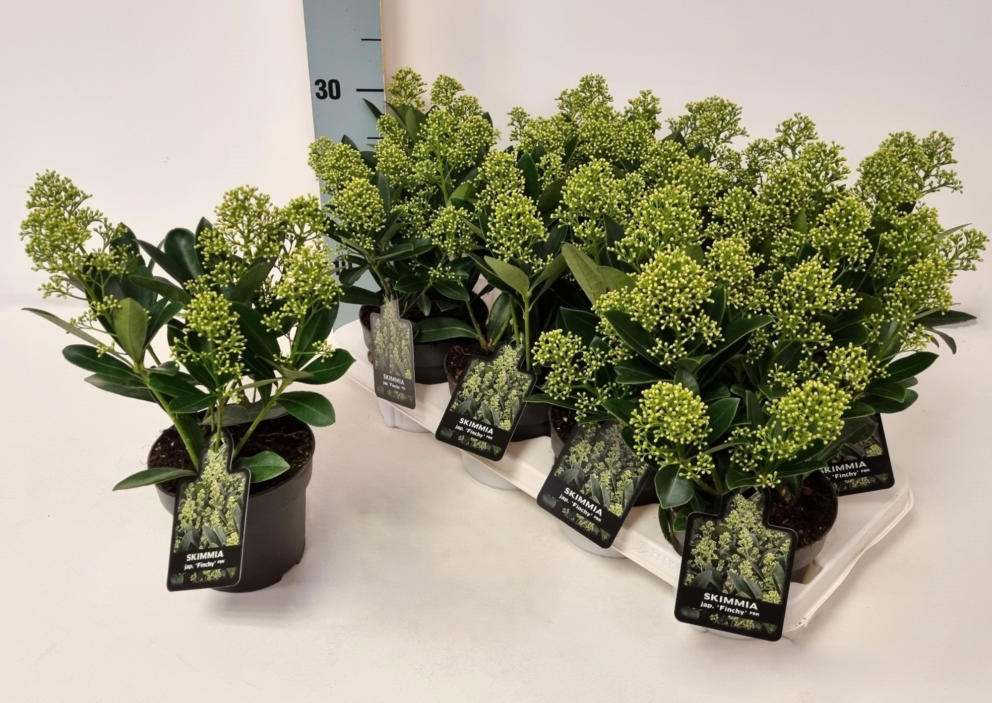 Skimmia jap. 'Finchy' P13, D 13 cm