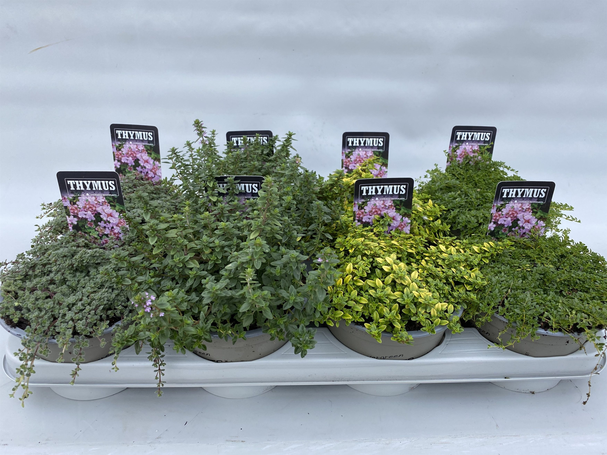 Thymus Preacox mix 14cm, D 14 cm