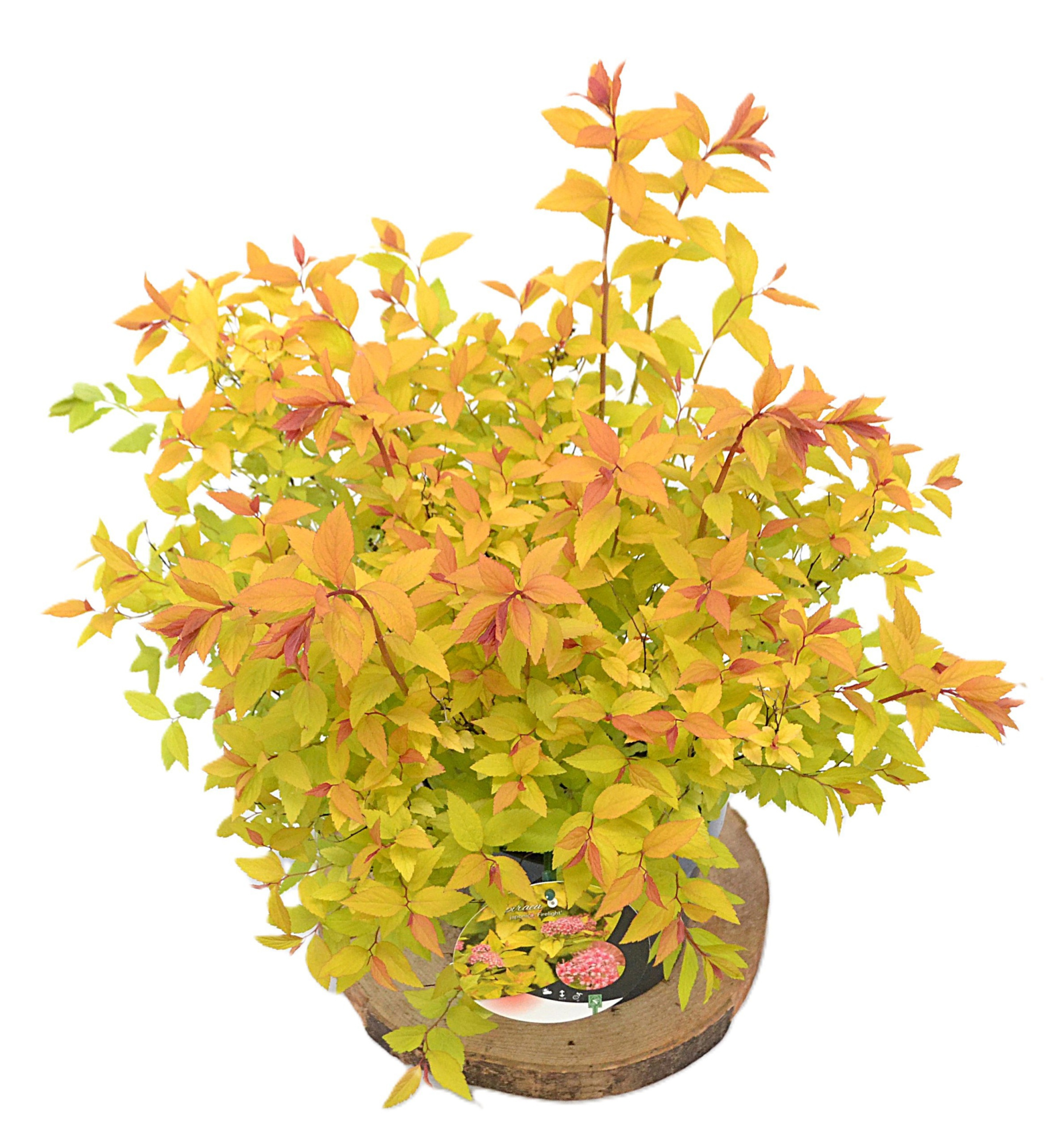 Spiraea japonica Firelight C3, D 19
