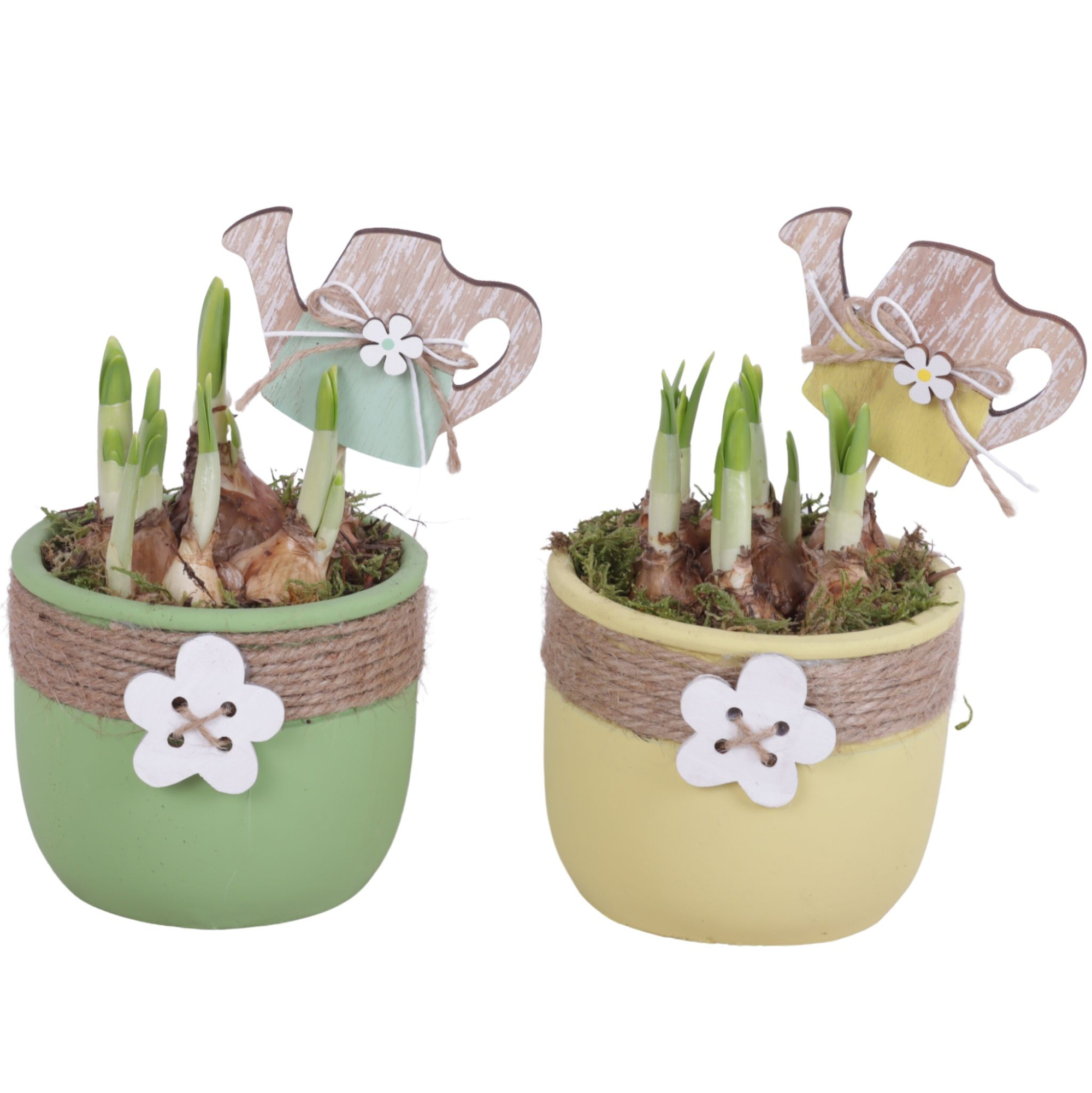 Bulbs Arr. Narcis Ceramic Pot Round Rope Flower Ø11cm, D 11