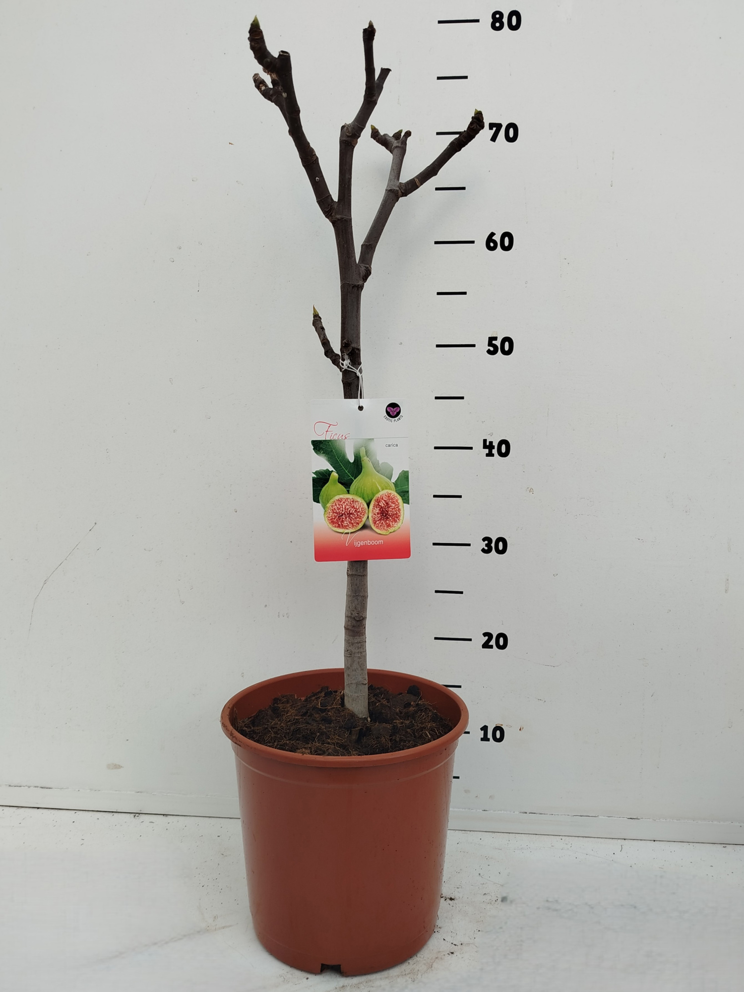 Ficus carica, D 21