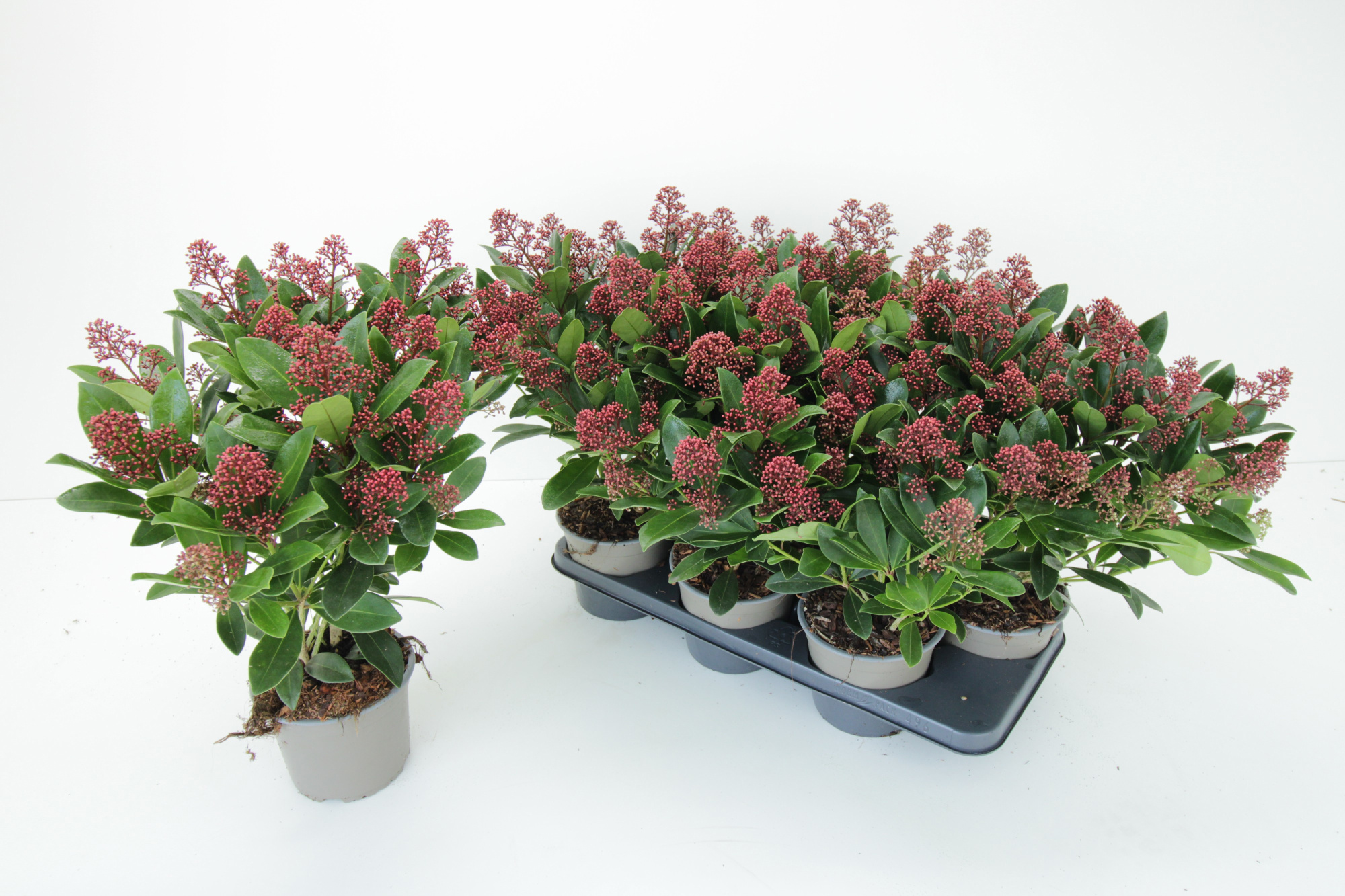 Skimmia Japonica Rubella 20+ (15cm 2-jarig), D 15