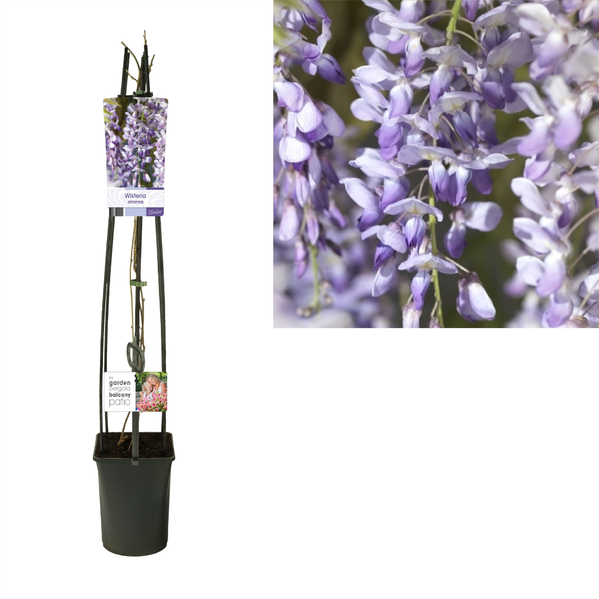 Wisteria sinensis +light label, D 23 cm