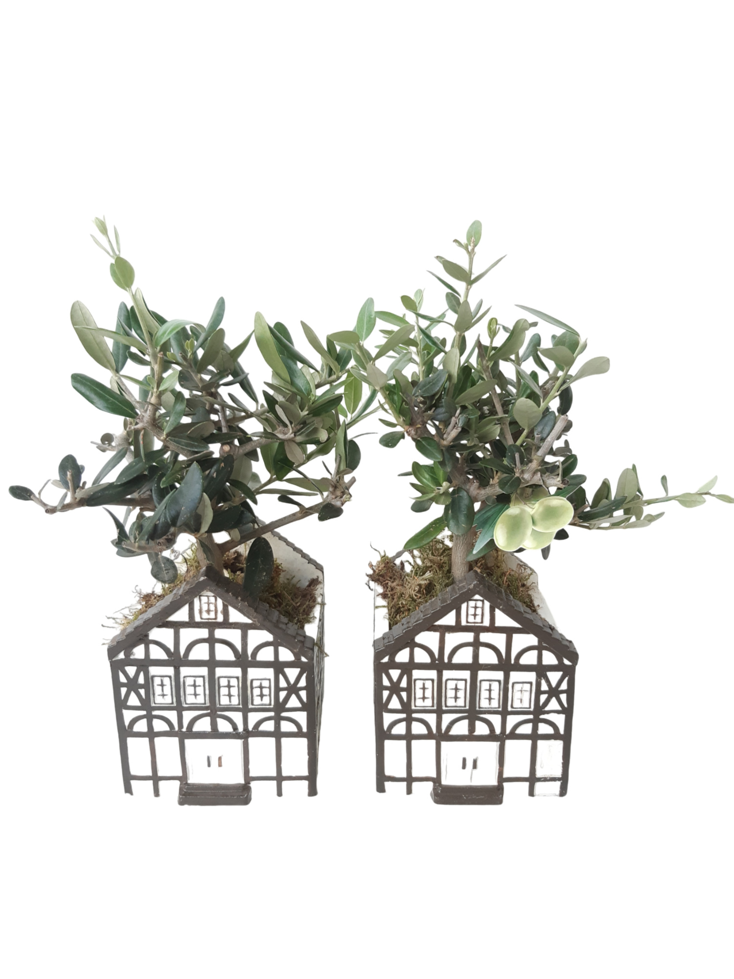 CASA D11OLE Casa Saxon Groot Olea Europea, D 11 cm