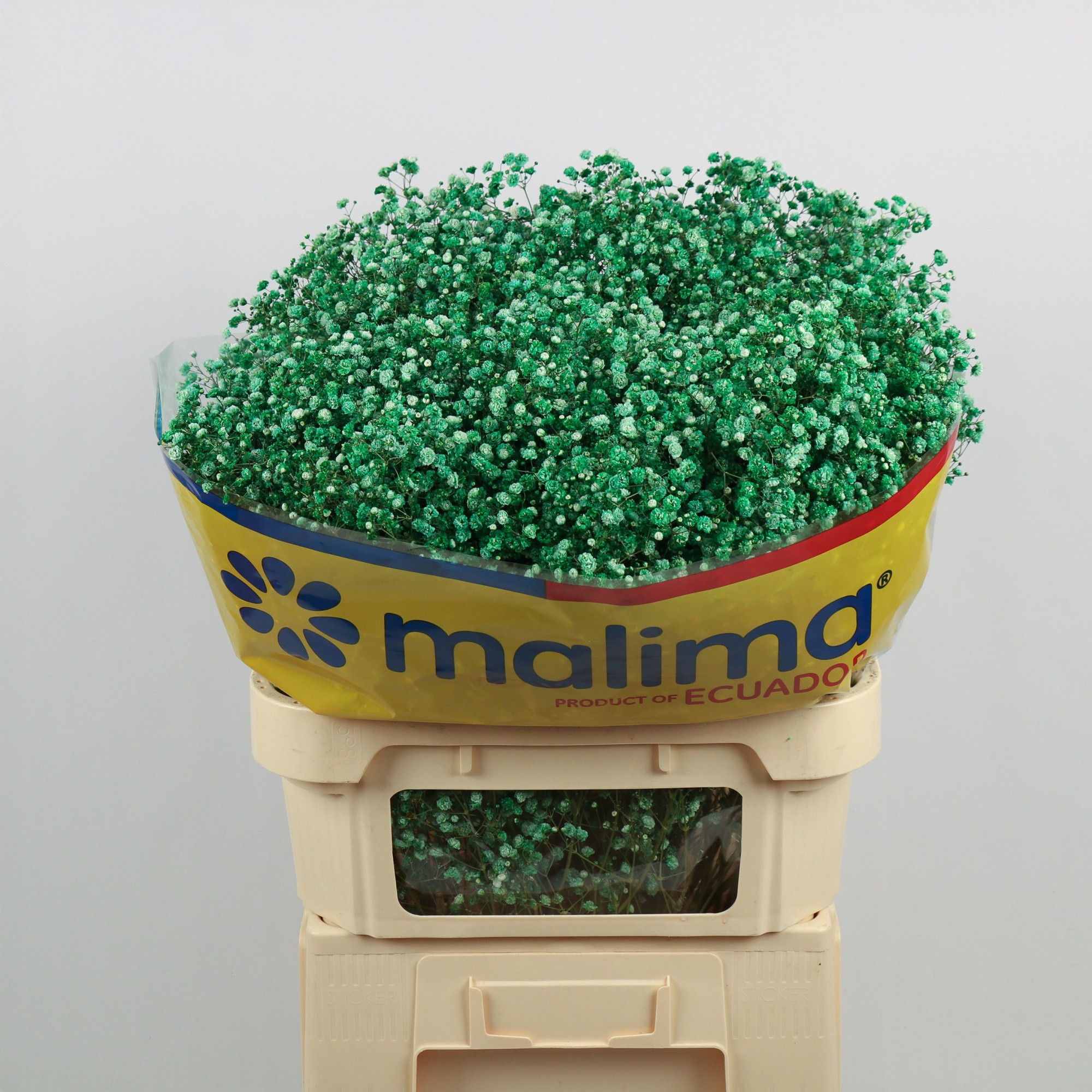 Гипсофила Овериг Крашеная (краш. ) 75, шт.