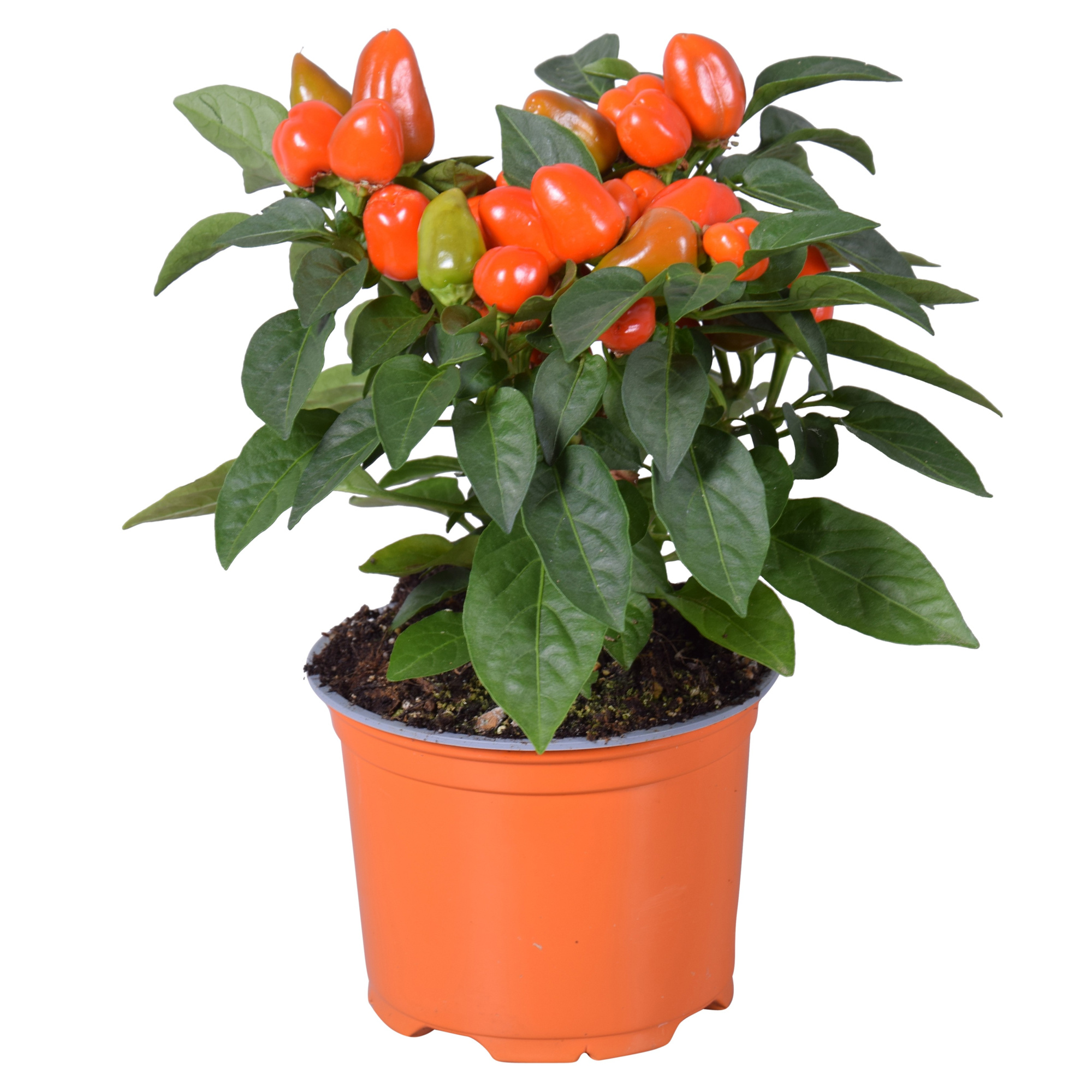 Capsicum Samba Oranje, D 12 cm