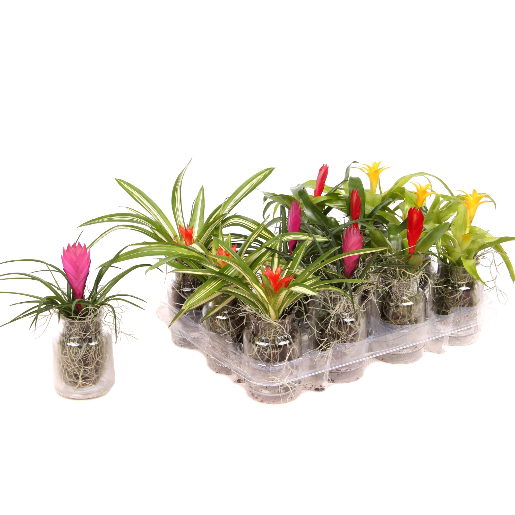 Bromelia mix in glas, D 8 cm