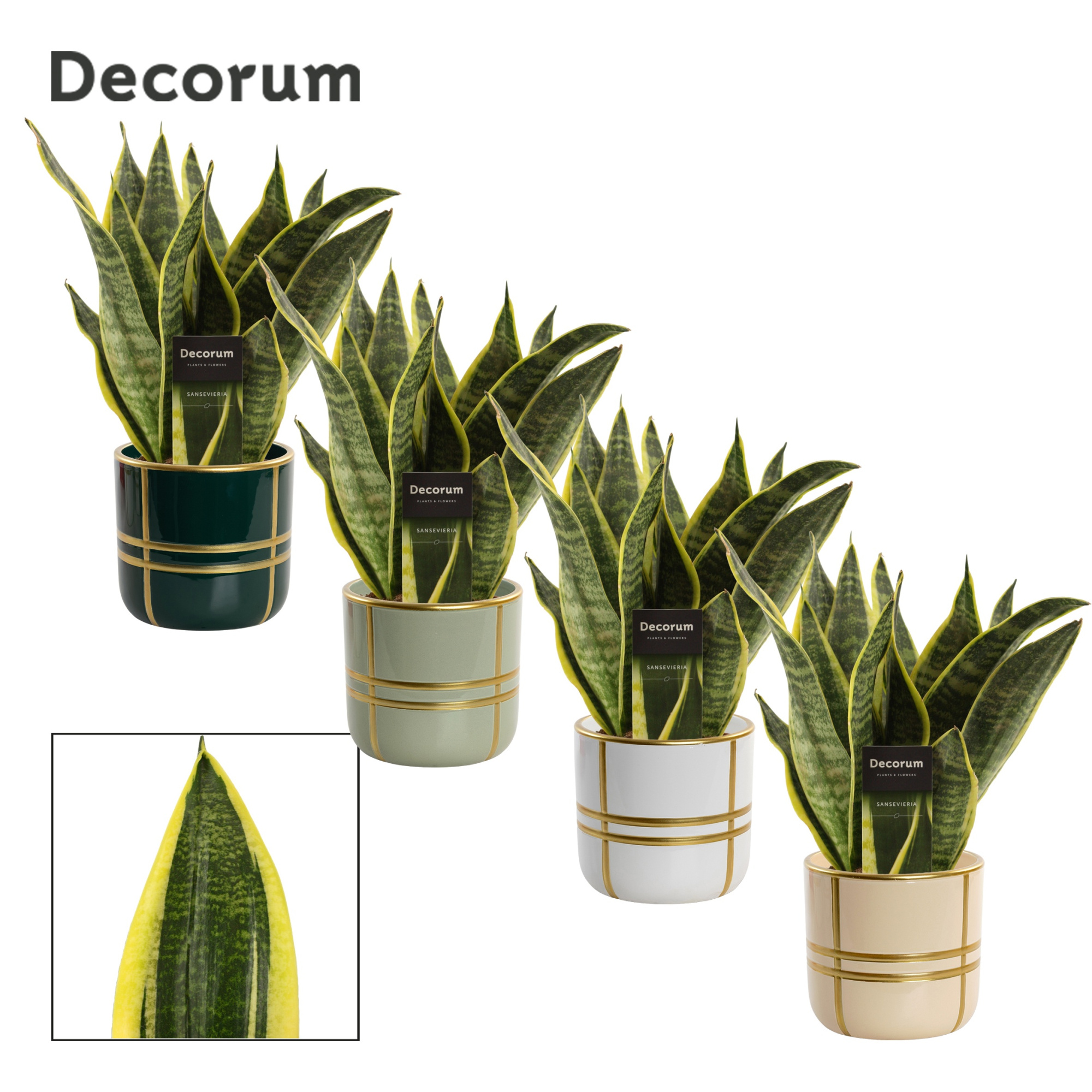 Sansevieria Superba 12 cm in Lauri (Top blend-collection), D 12 cm