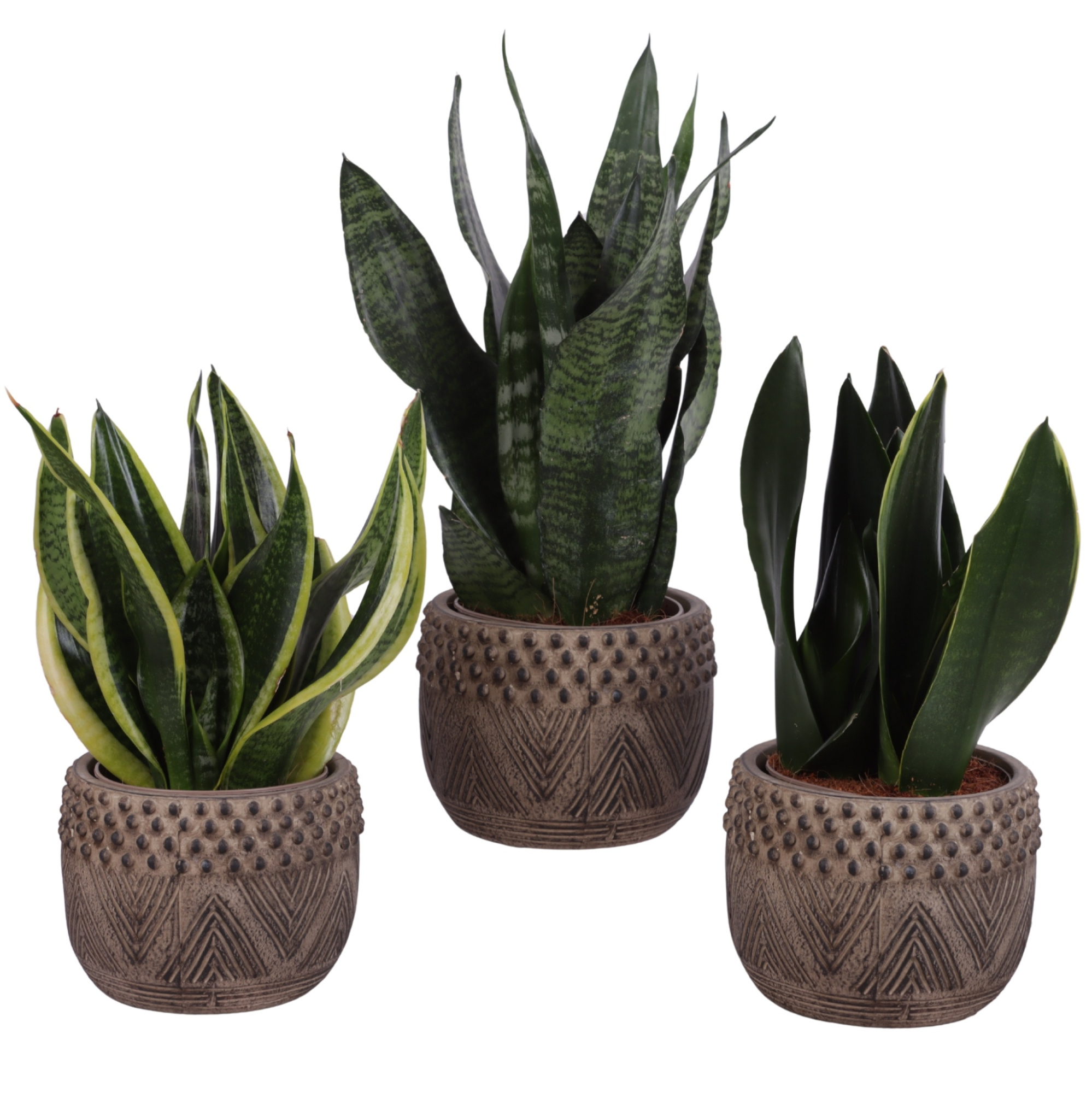 Sansevieria mix Ø12cm in Ø16cm Ceramic EV665, D 16