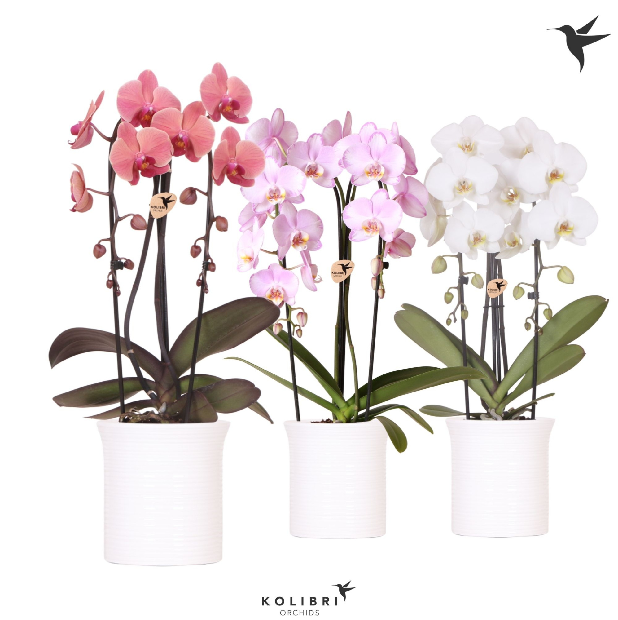 Kolibri Orchids Cascade Niagara Fall mix 2 spike in Furrow pot white, D 12 cm