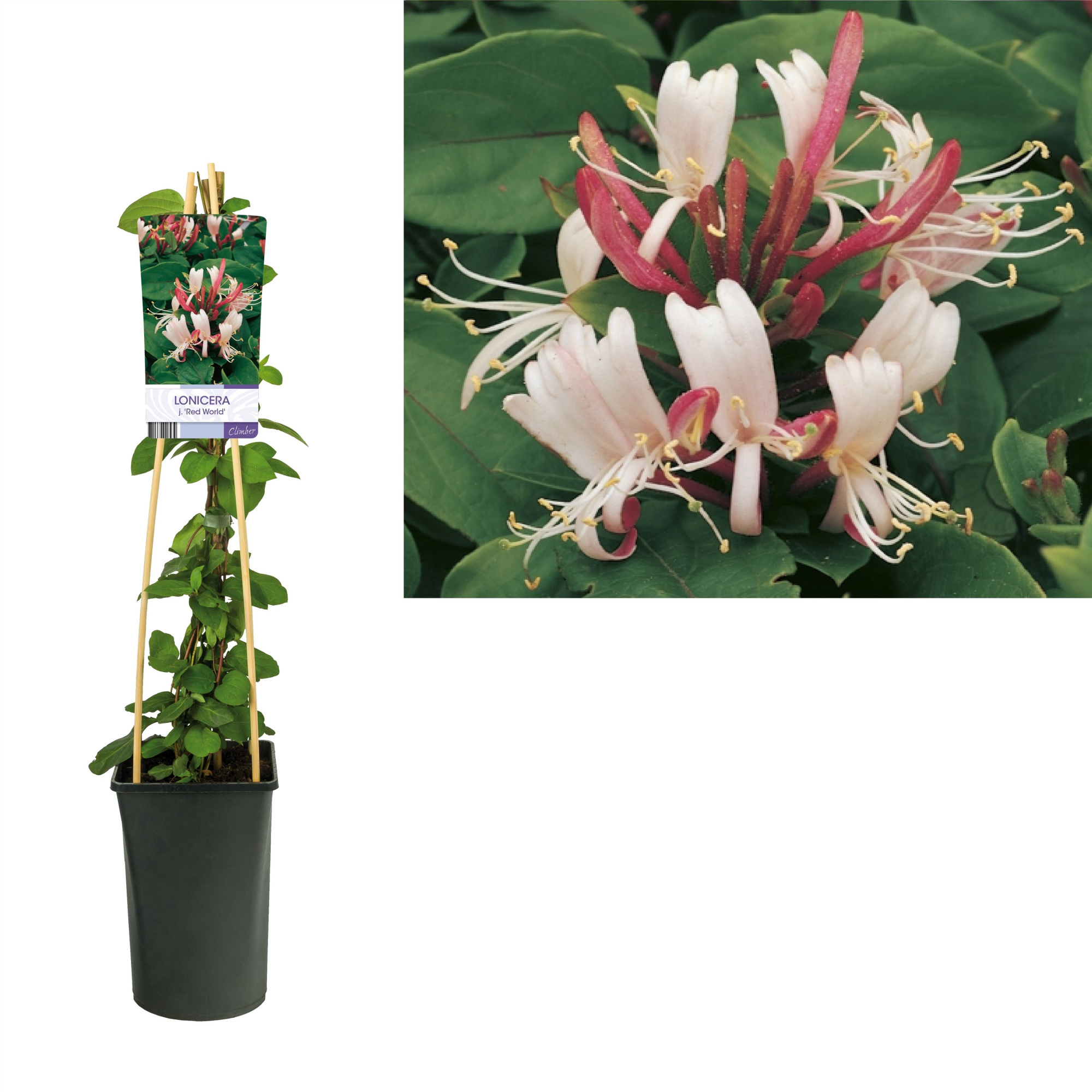 Loniceraj. 'Red World' +light label, D 17 cm