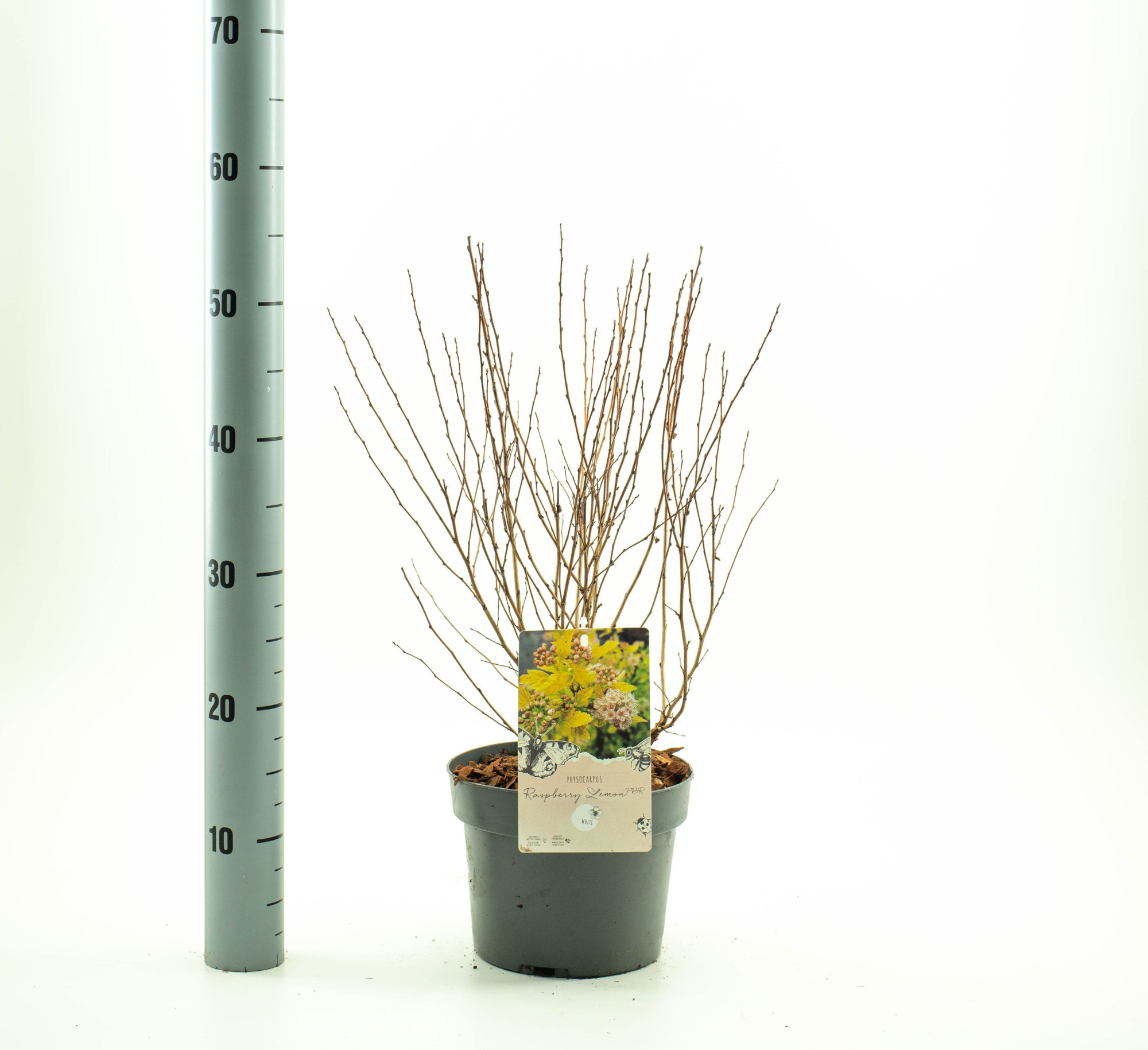 Physocarpus op. 'Raspberry Lemon' pbr, D 19