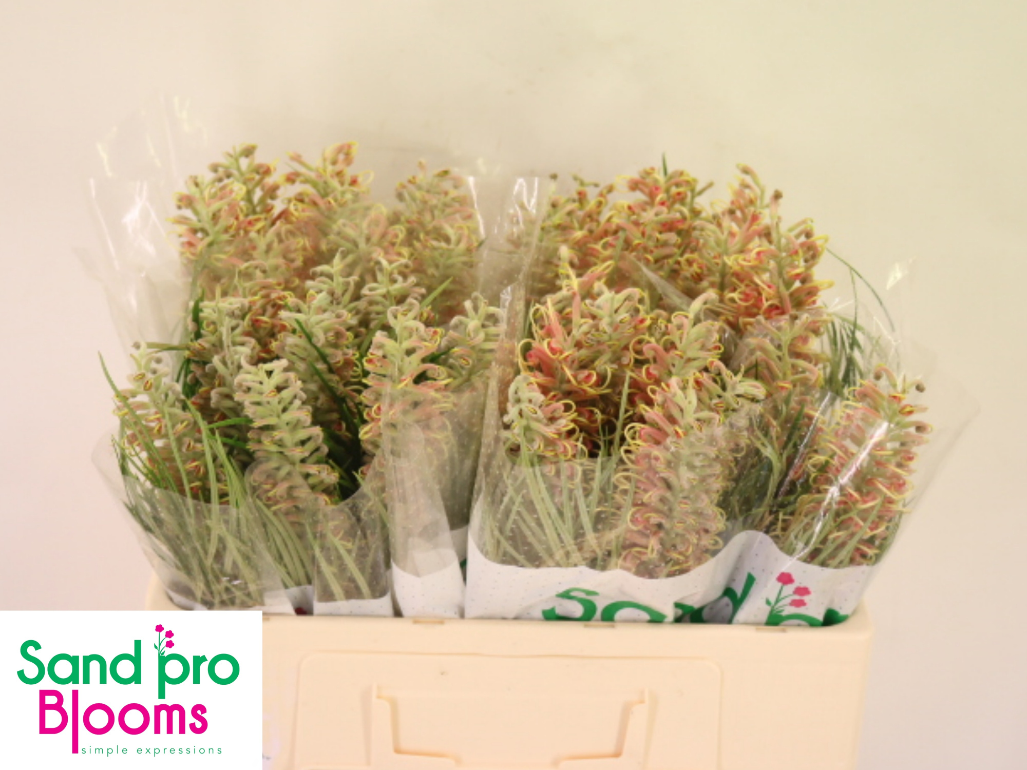 Гревиллея Микс 50, шт.