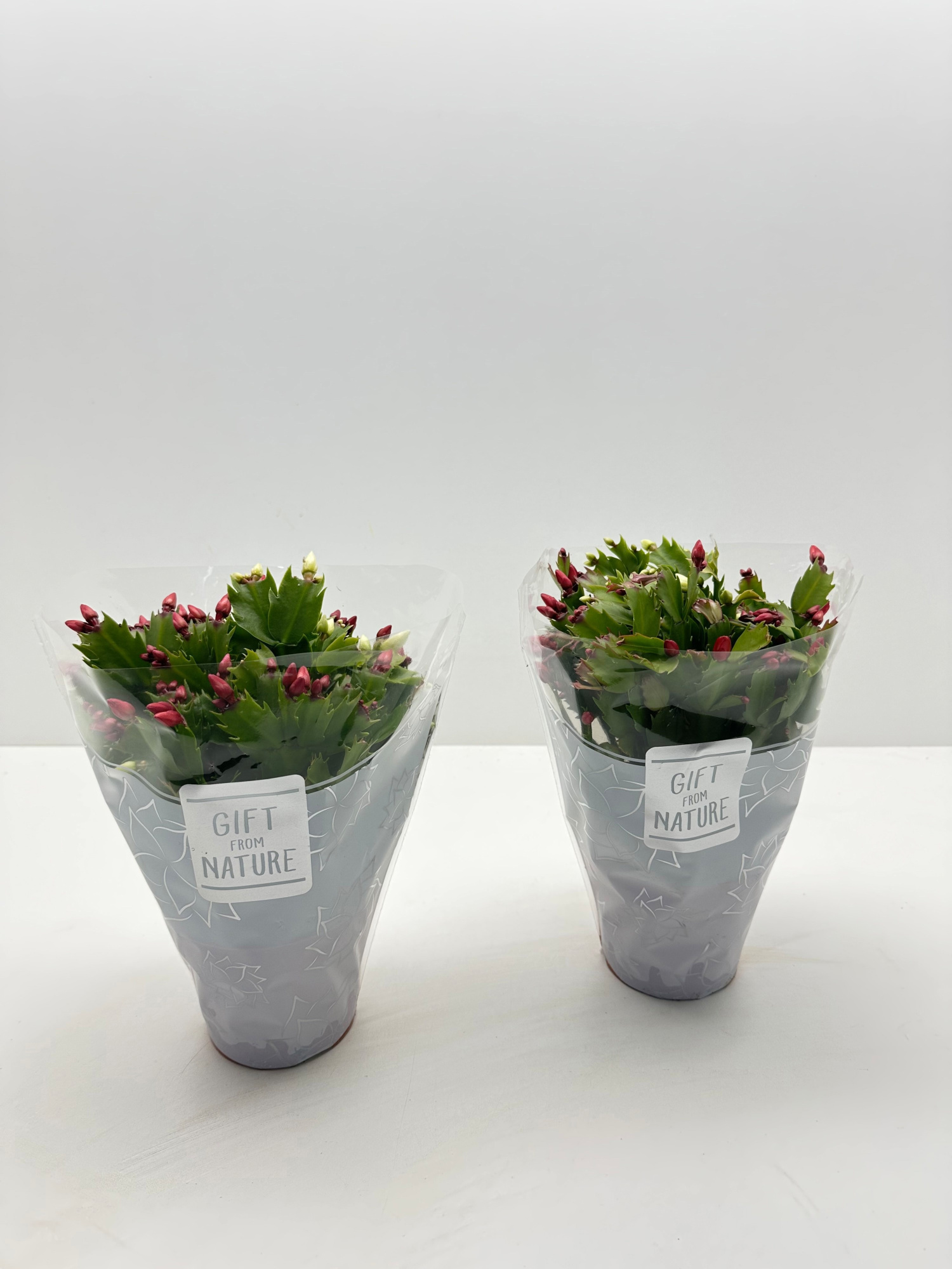 Schlumbergera Flame Duo GFN hoes, D 12 cm