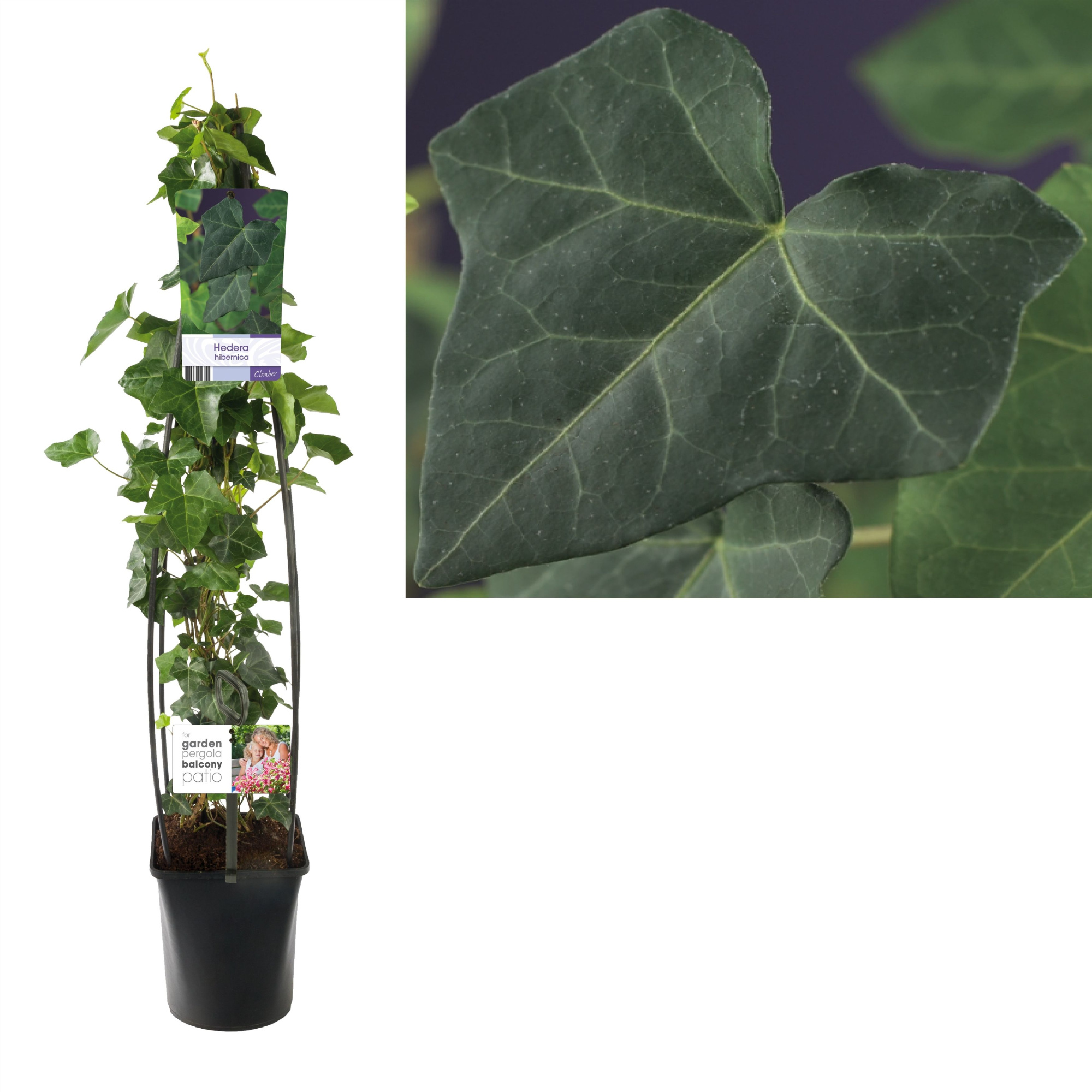 Hedera hibernica +light label, D 23