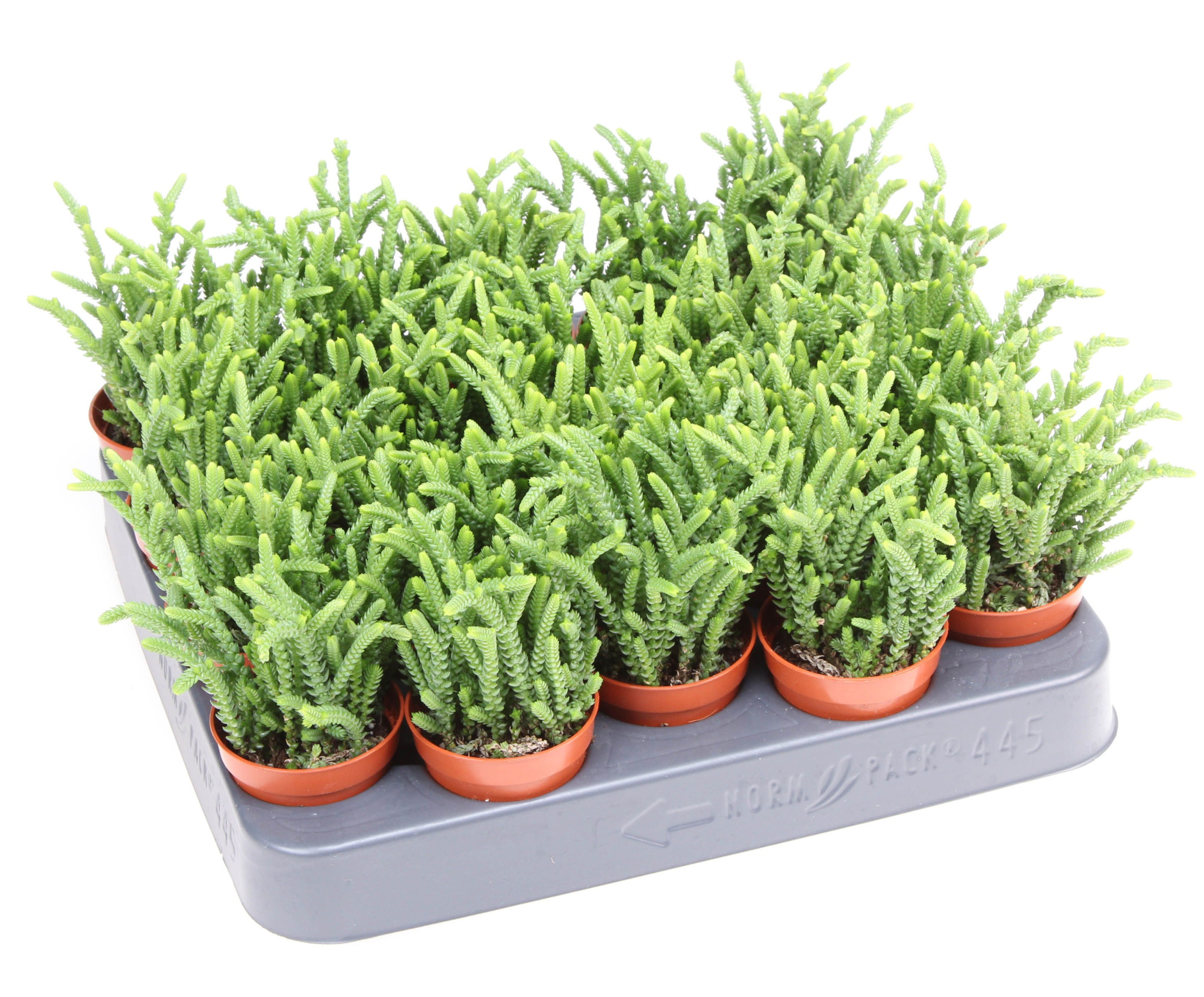 Crassula lucopoides, D 5,5 cm