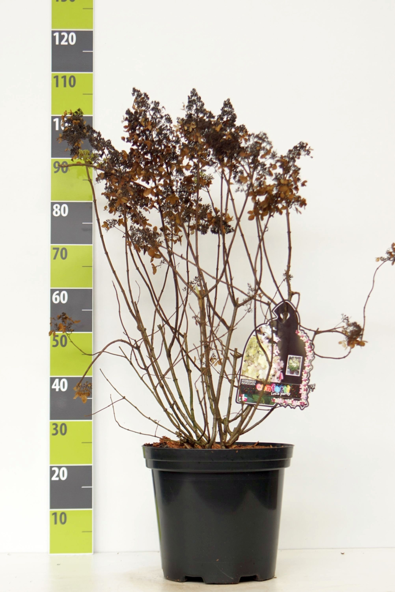 Hydrangea paniculata 'Confetti' (R) C 12, D 30