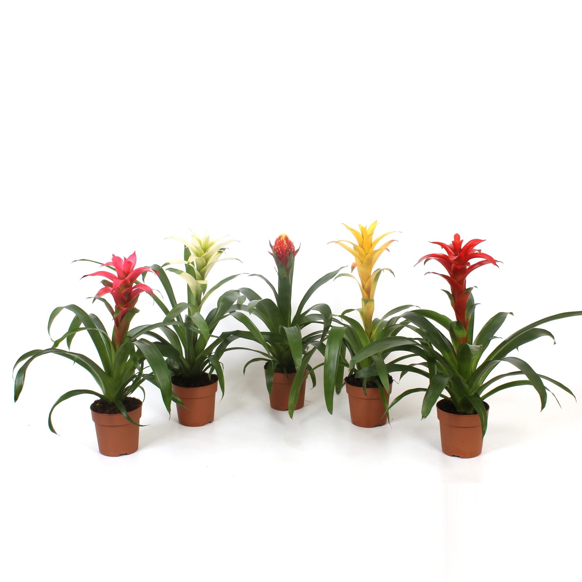 Guzmania mix Sublime, D 12 cm
