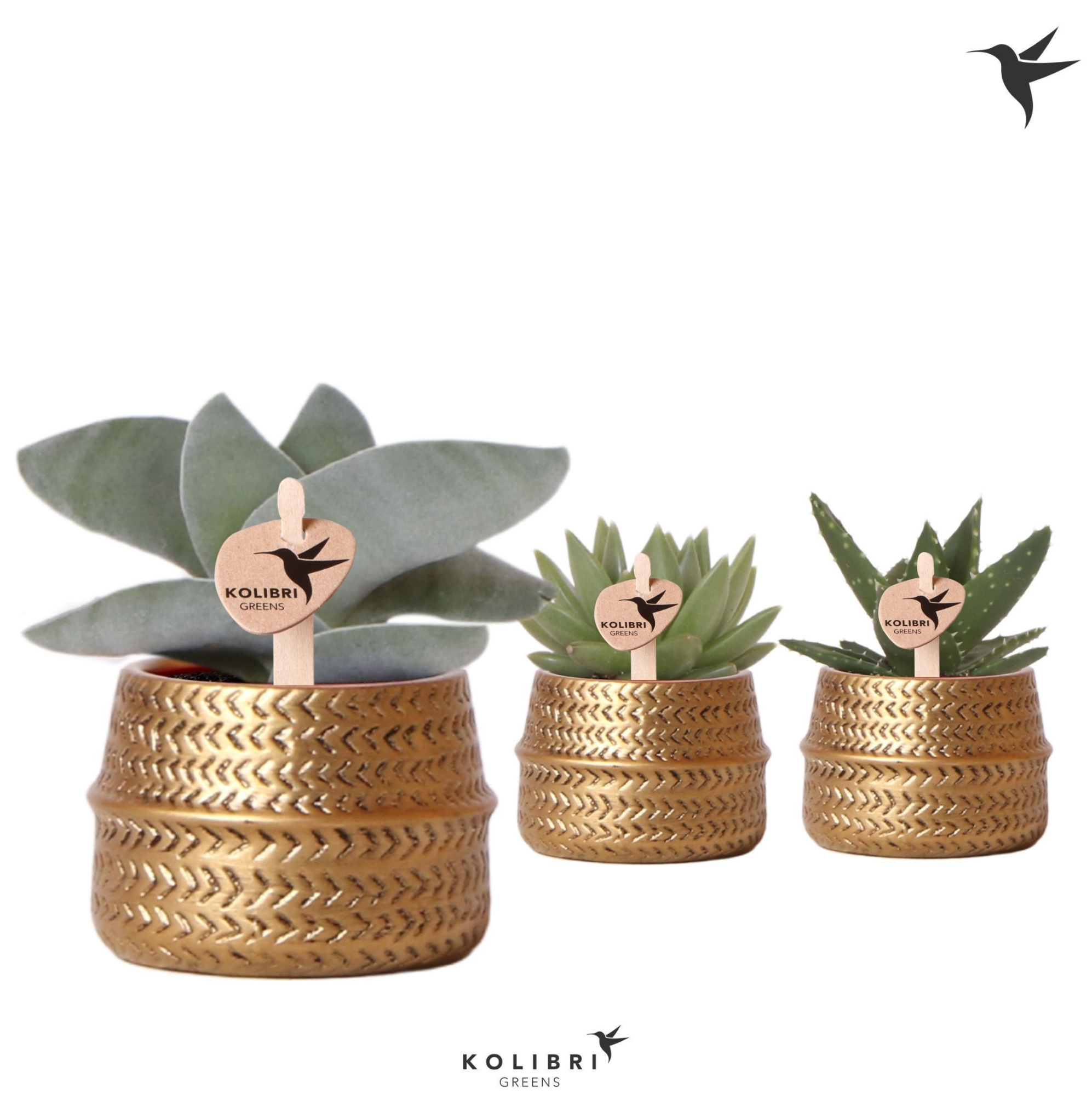 Kolibri Greens Succulenten mix in Groove pot gold, D 6 cm