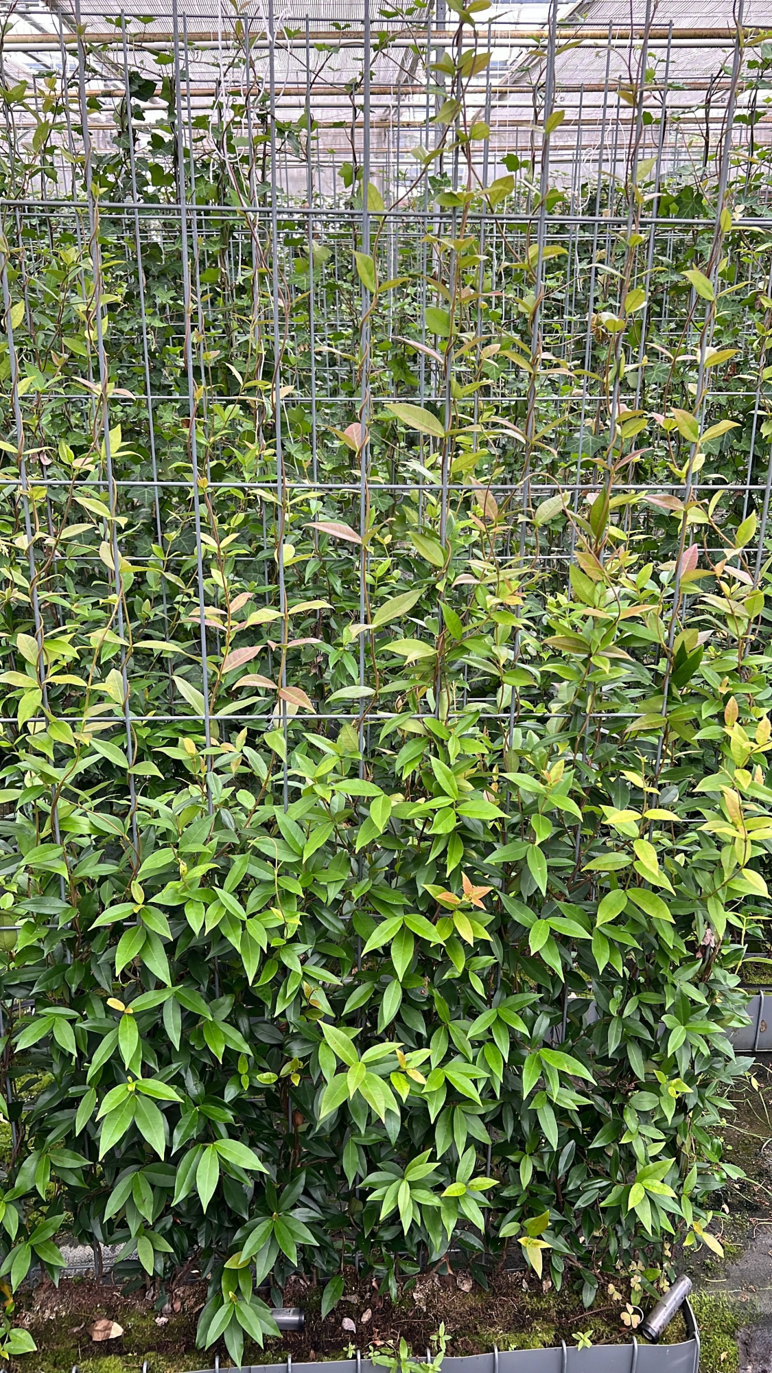 jasmijn haag, D 200 cm