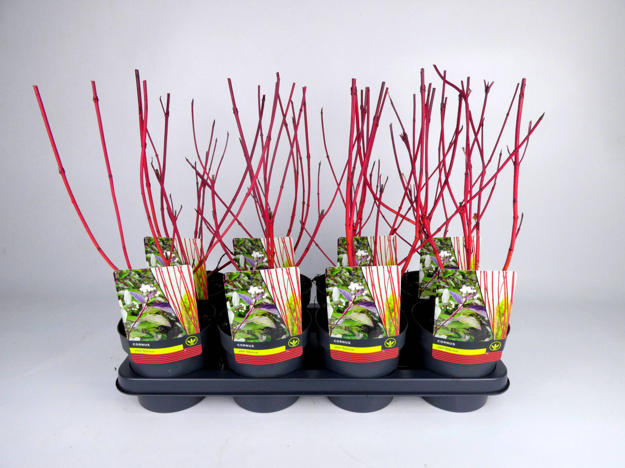 Cornus Alba 'Sibirica', D 14