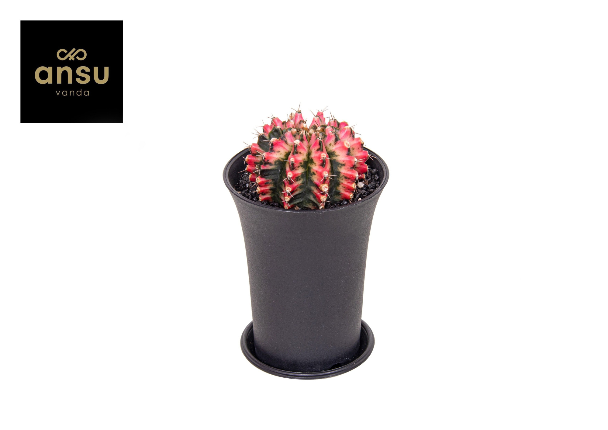 Gymno Cactus 'Multicolor' XL, D 10 cm