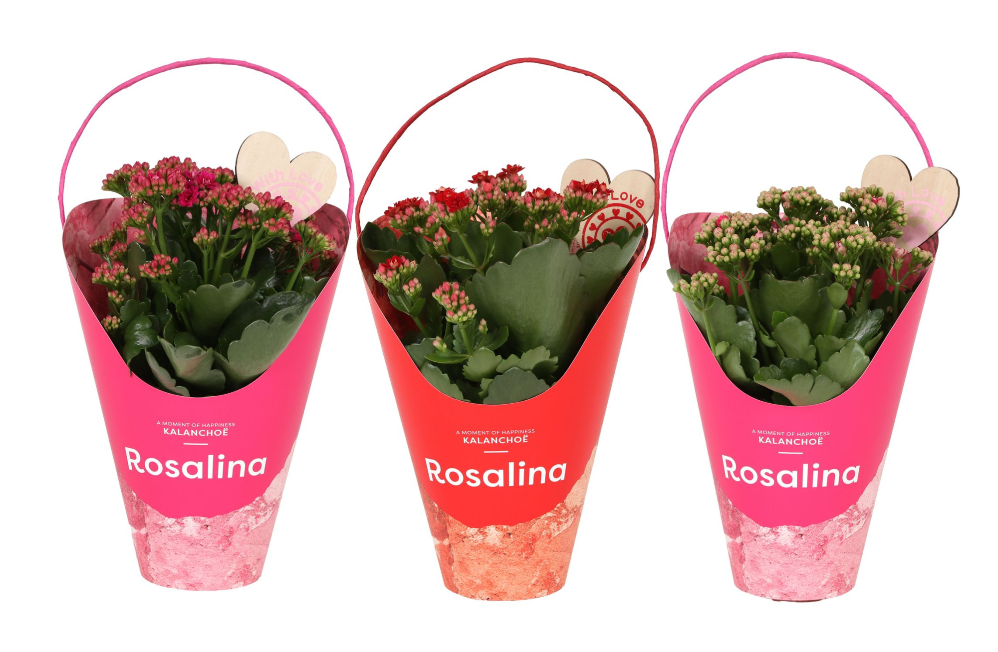 KP-858.8 - Kalanchoe Rosalina 12cm Giftskoker Love, D 12