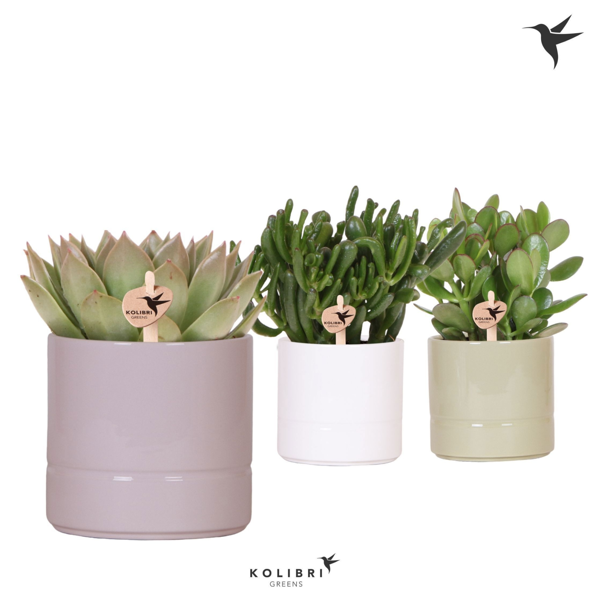 Kolibri Greens Succulenten mix in Pastel pot mix, D 12 cm