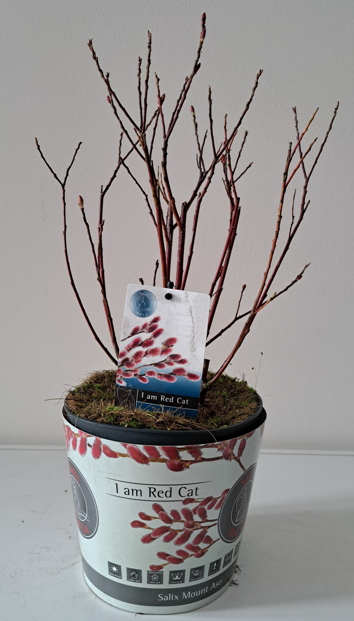 Salix Mount Aso bush p17 potcover, D 17