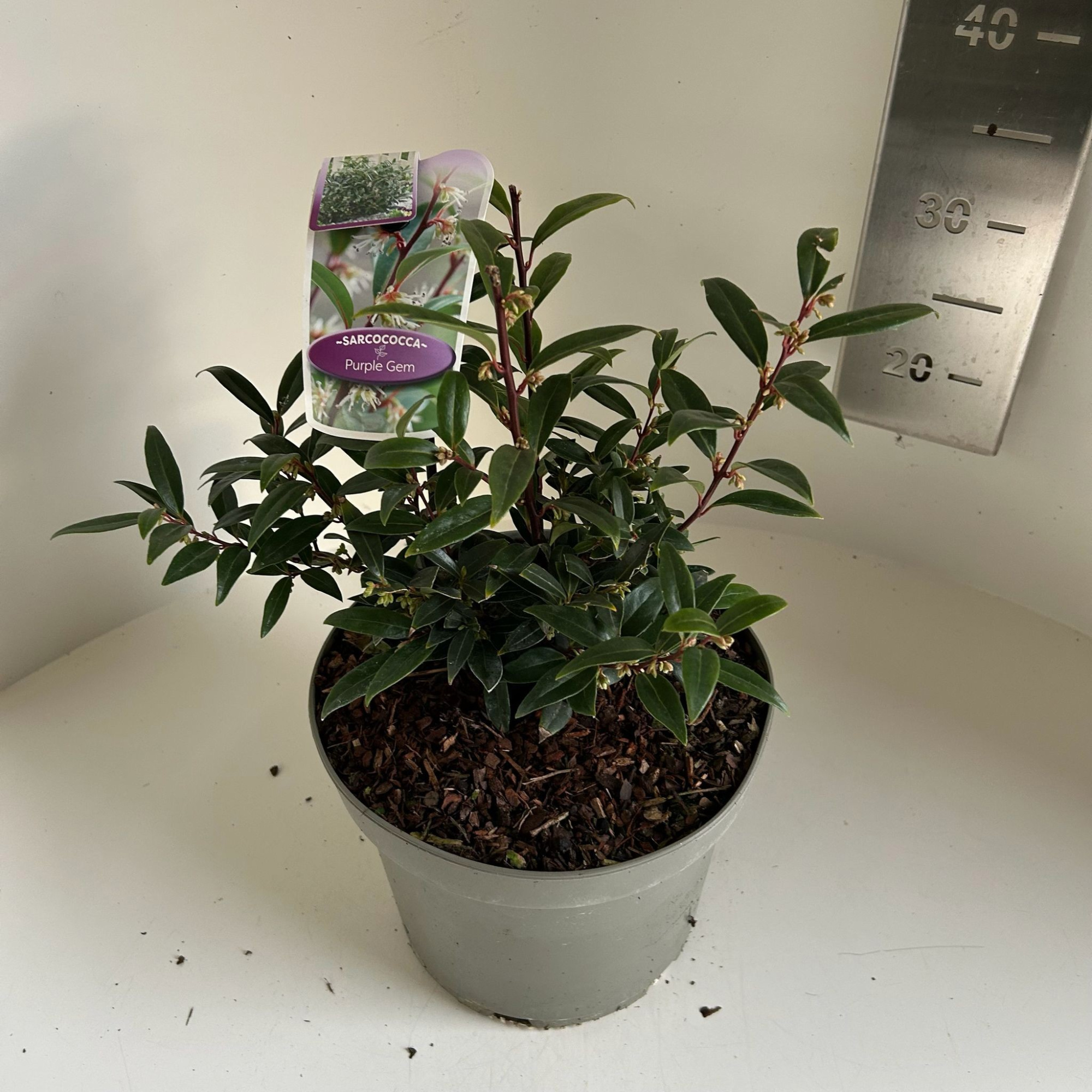 Sarcococca hookeriana Purple Gem, D 23