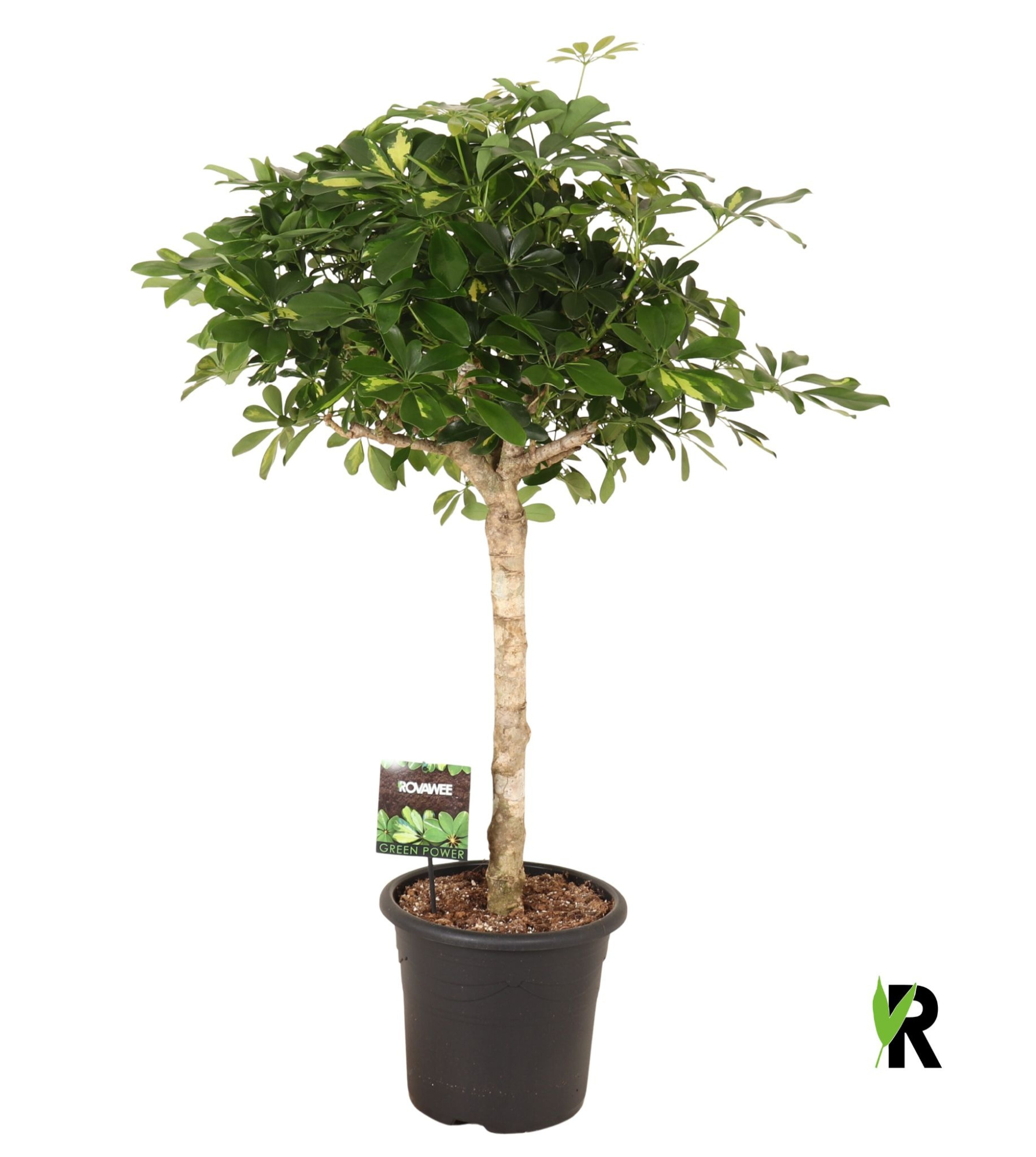 Schefflera arb. Gold Capella op stam, D 32 cm