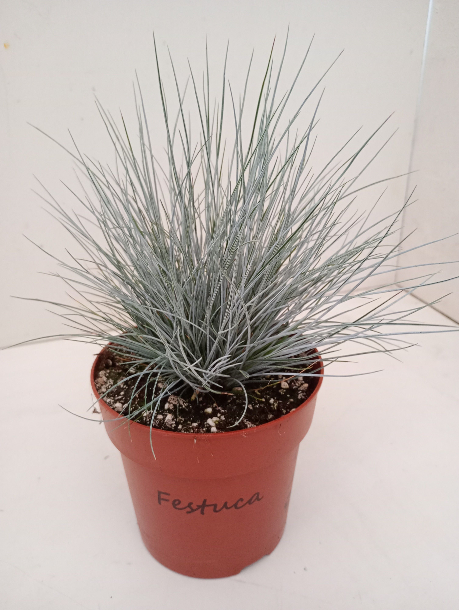 Festuca Glauca, D 12 cm