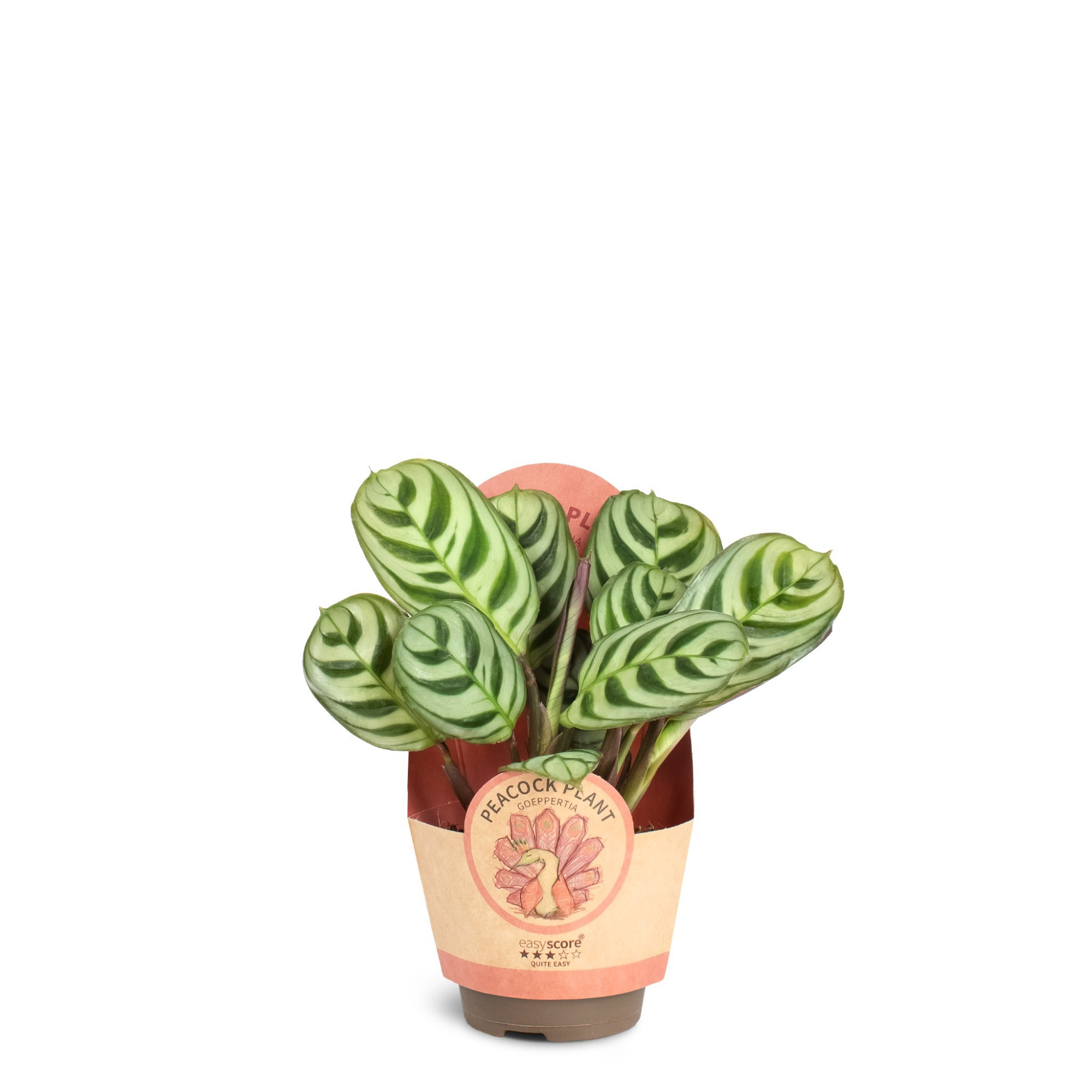 Calathea Burle-Marxii, D 6