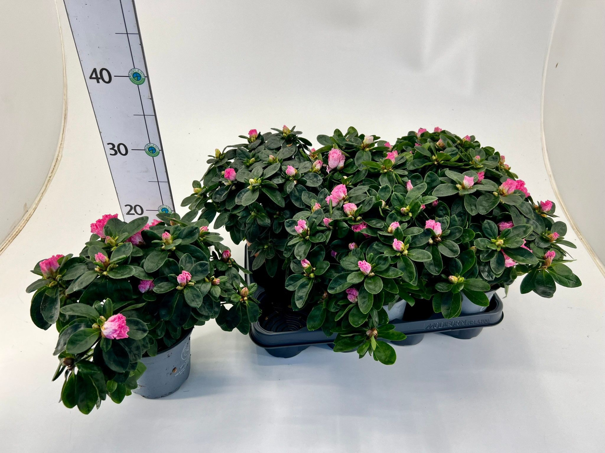 Rhododendron simsii T12 ⌀17 white/pink, D 12 cm