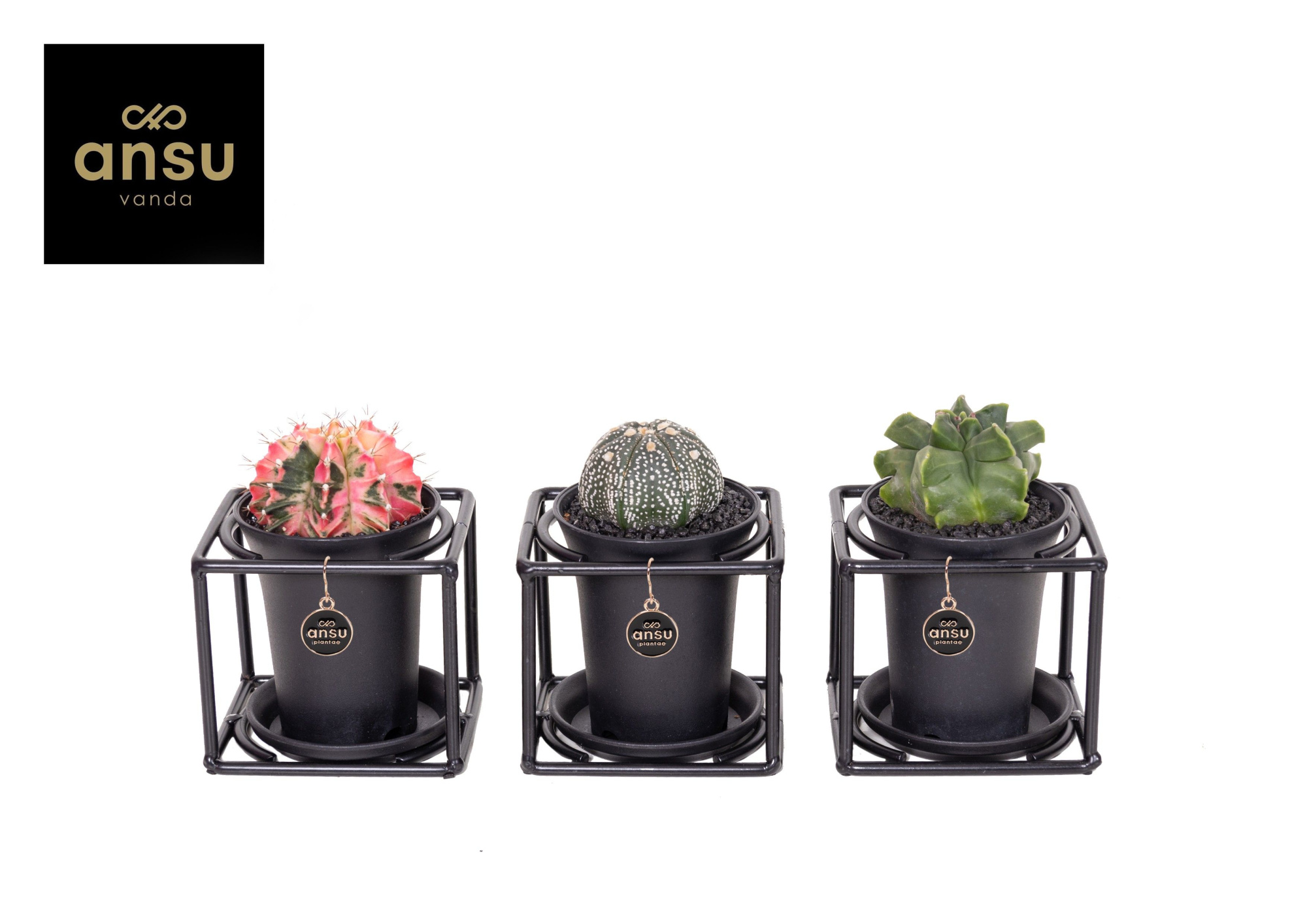 Exclusive Cactus Mix in design frame, D 10 cm