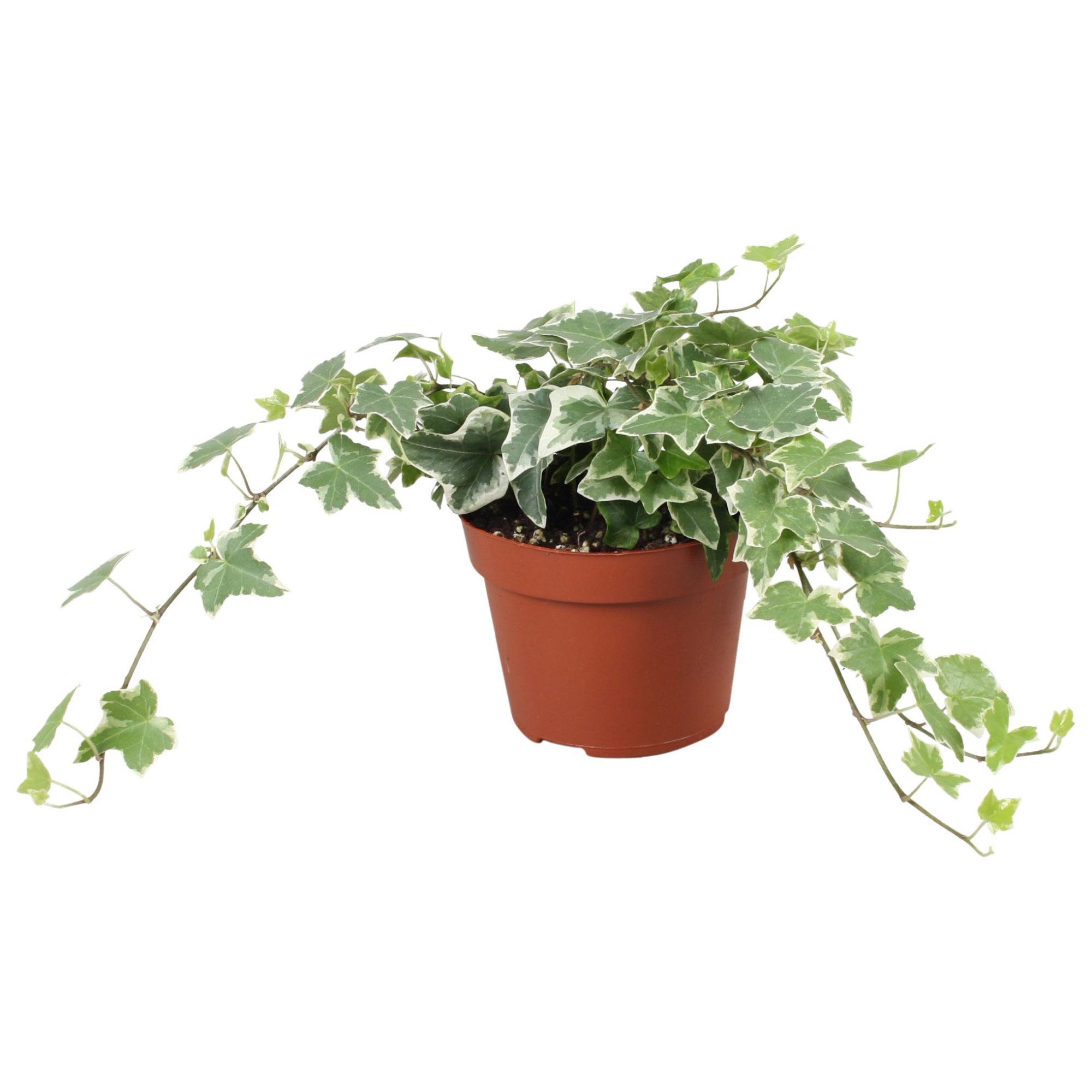 Hedera helix overig bont, D 13 cm
