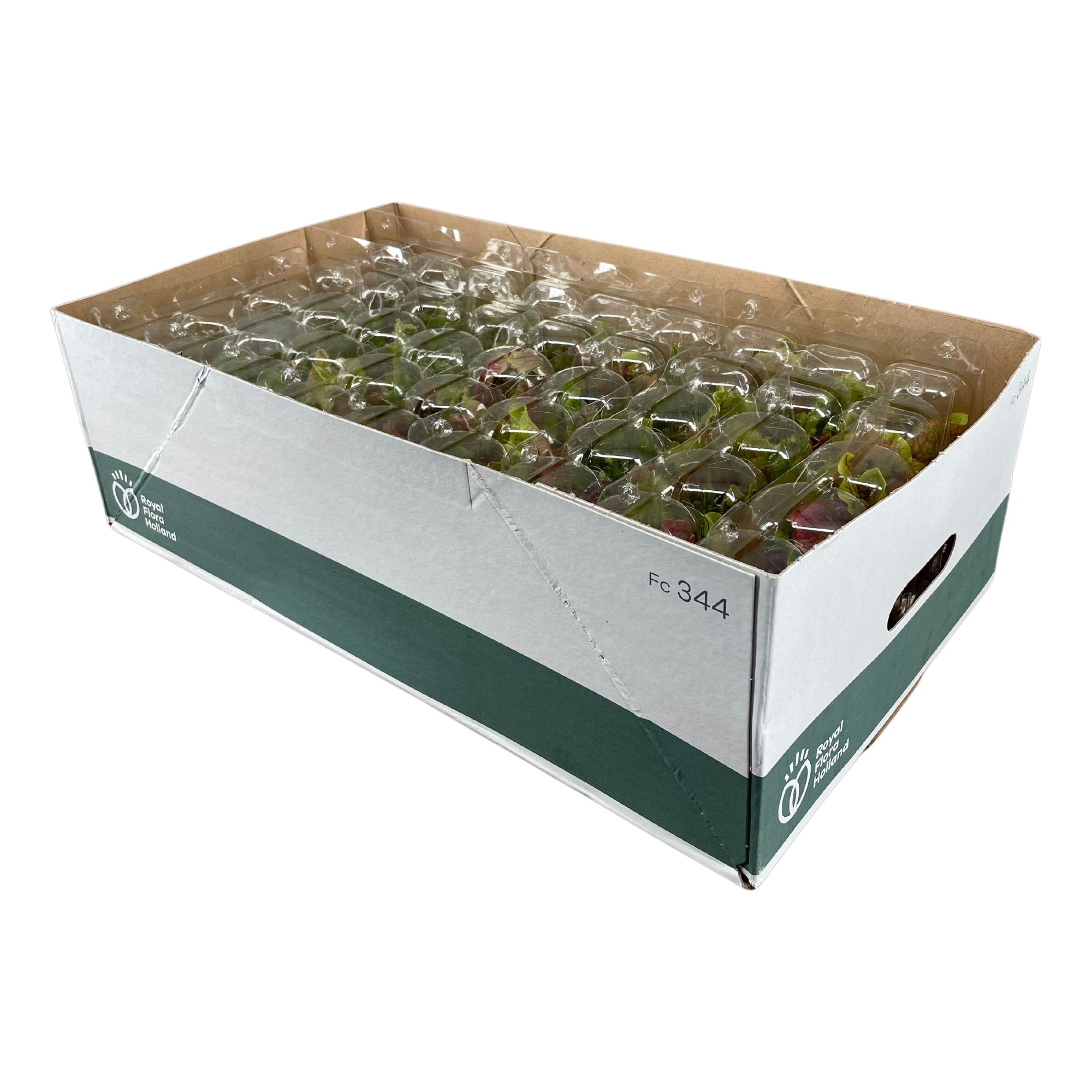 Vleesetende planten mix 5,5 cm, 3 stuks in transparante blister, D 6 cm