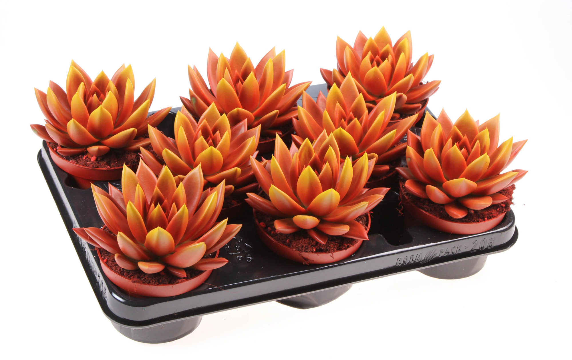 Rainbow bicolor red + yellow point, D 10,5 cm