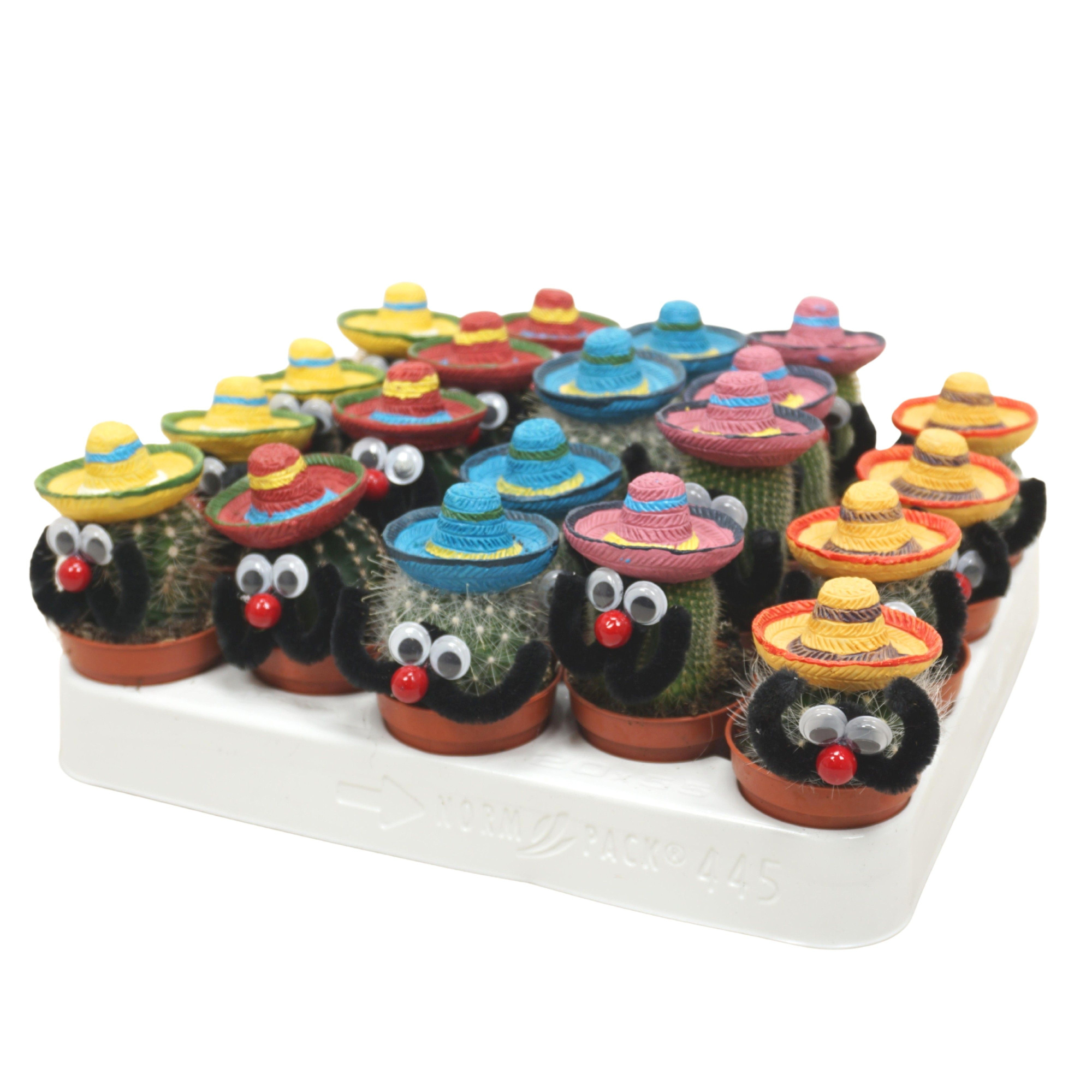 Mexicaanse mannetje cactus 5,5 cm, D 5,5 cm