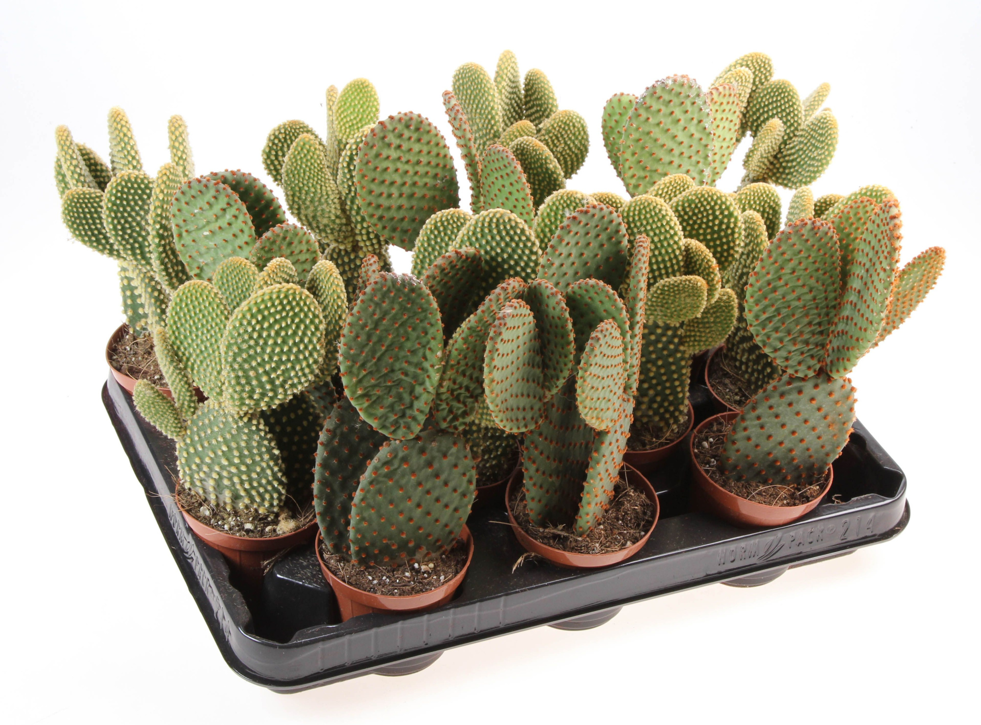 Opuntia mix, D 8,5 cm