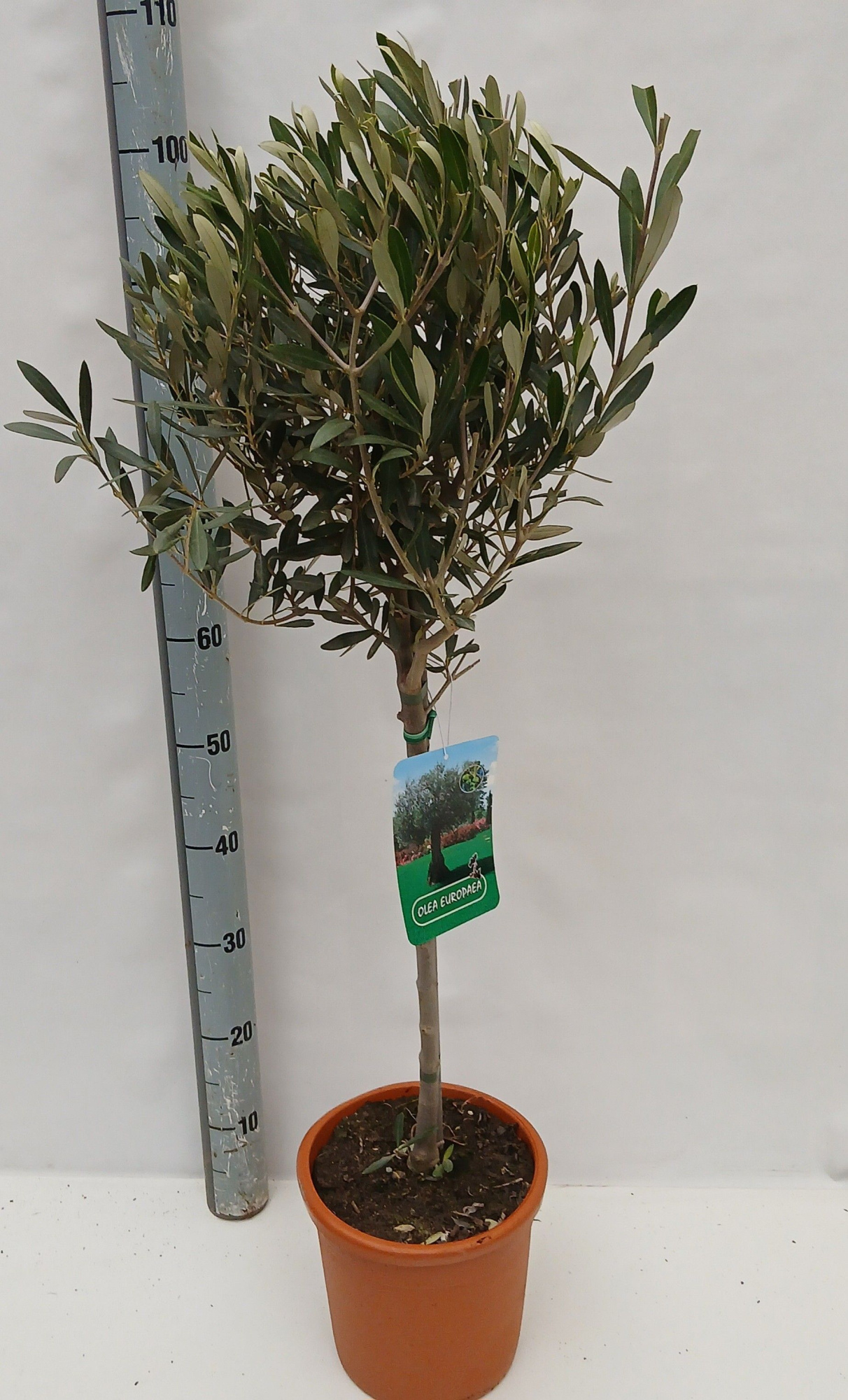 olea europaea, D 20 cm