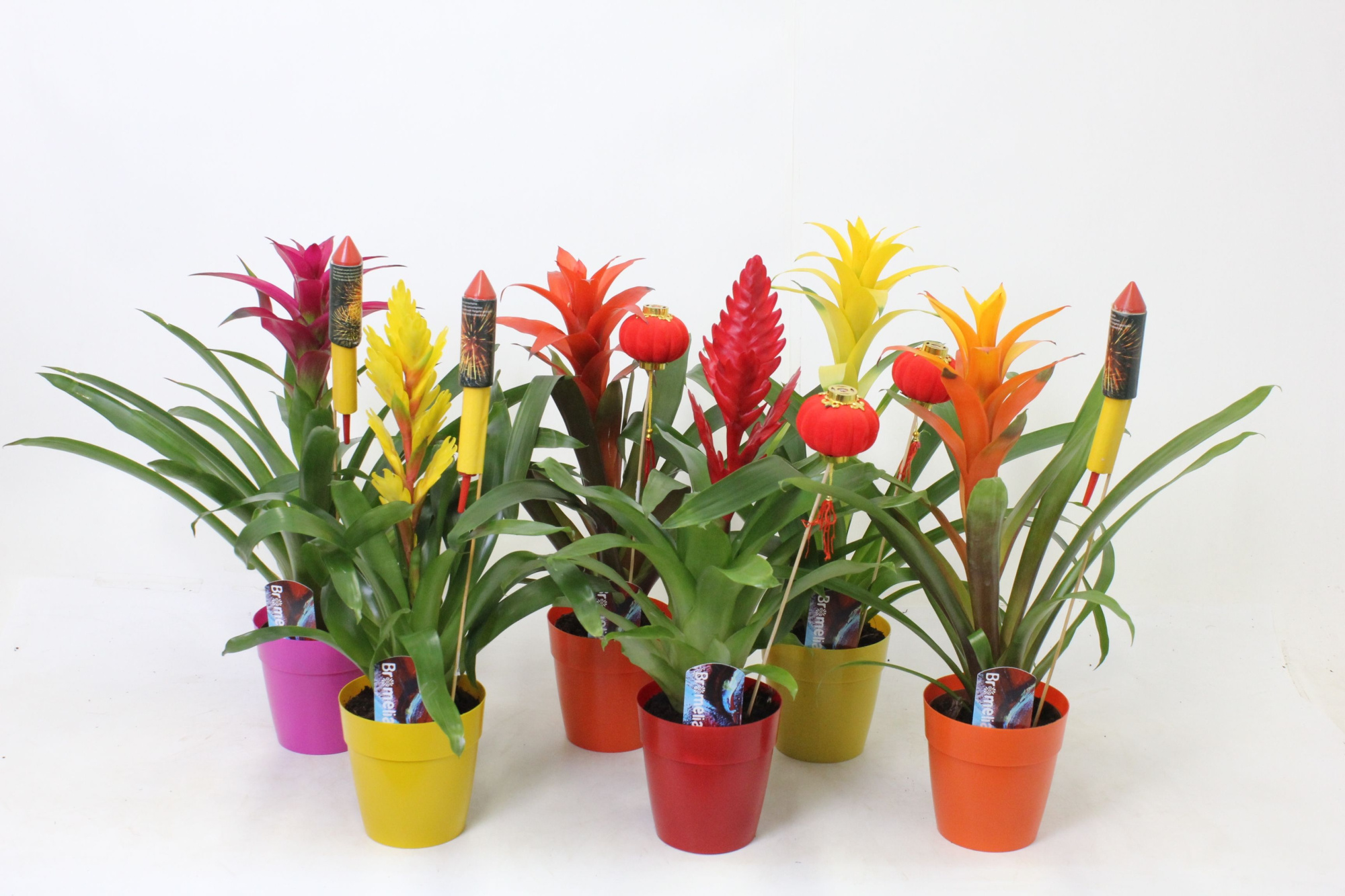 Bromelia in Plastic Fantastic, D 13 cm