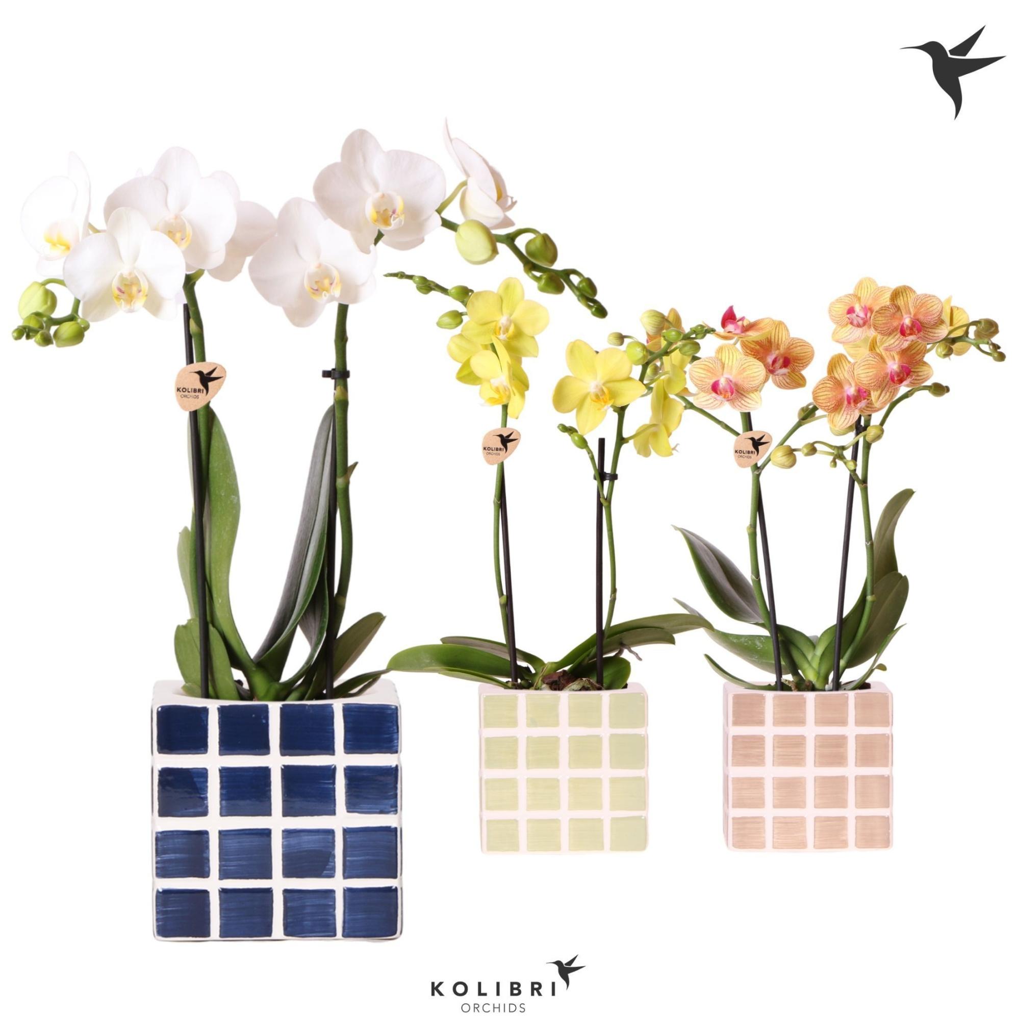 Kolibri Orchids Phalaenopsis mix 2 spike in Mosa pot blue mix, D 9