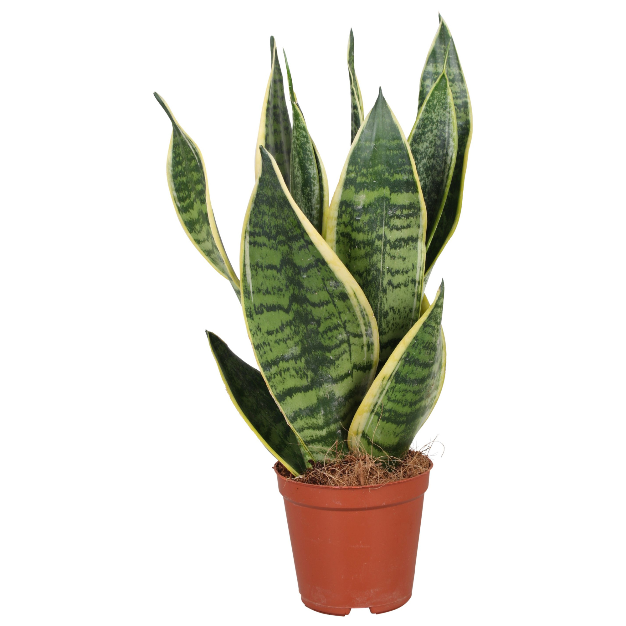 Sansevieria Futura Superba, D 12 cm